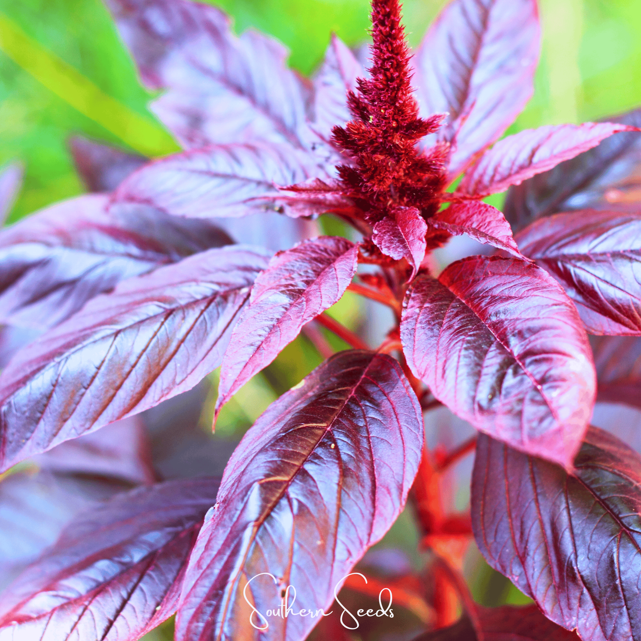 Amaranth, Midnight Red (Amaranthus tricolor 'Midnight Red') - 250 Seeds seed packet from Seed Therapy – American - grown, heirloom seeds