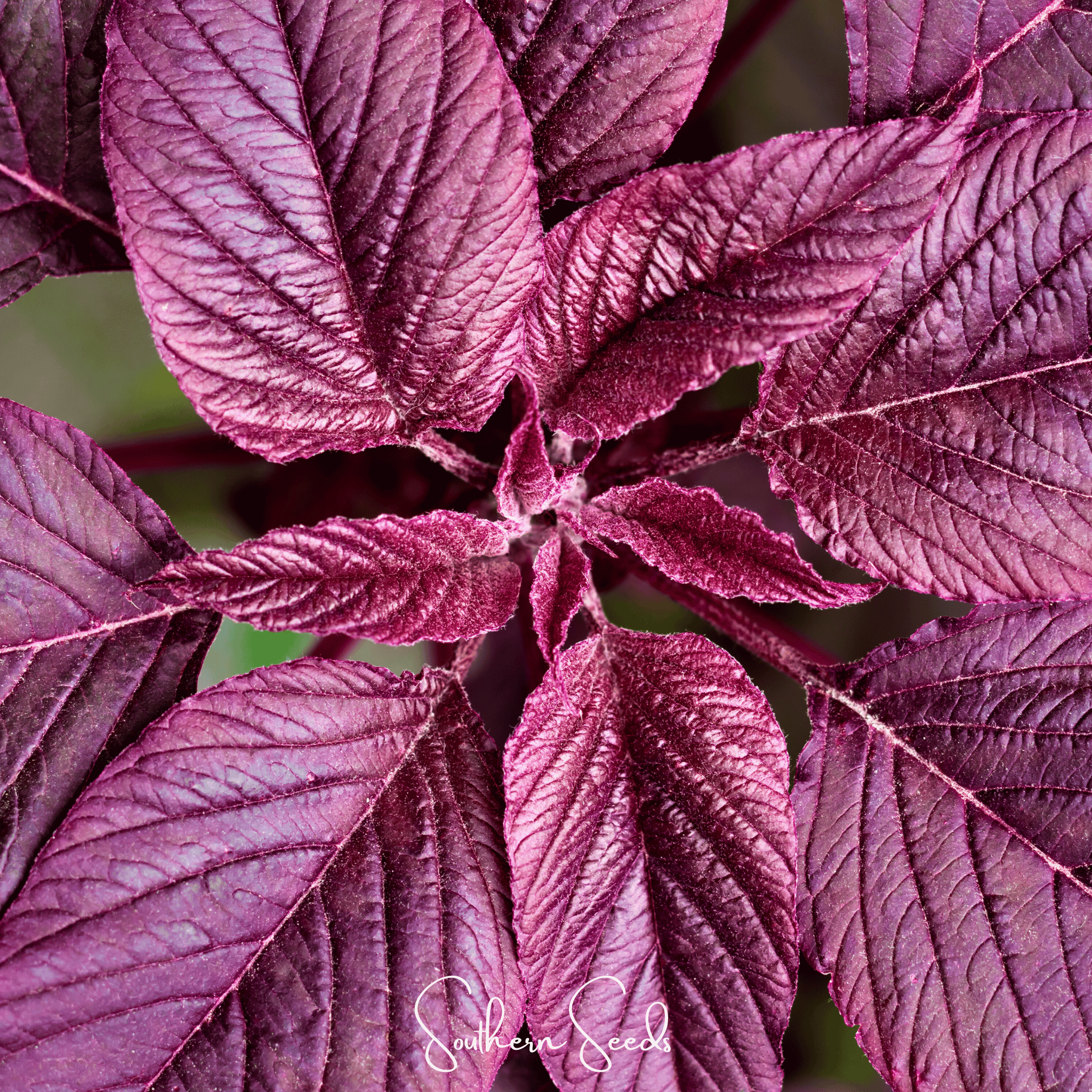 Amaranth, Midnight Red (Amaranthus tricolor 'Midnight Red') - 250 Seeds seed packet from Seed Therapy – American - grown, heirloom seeds