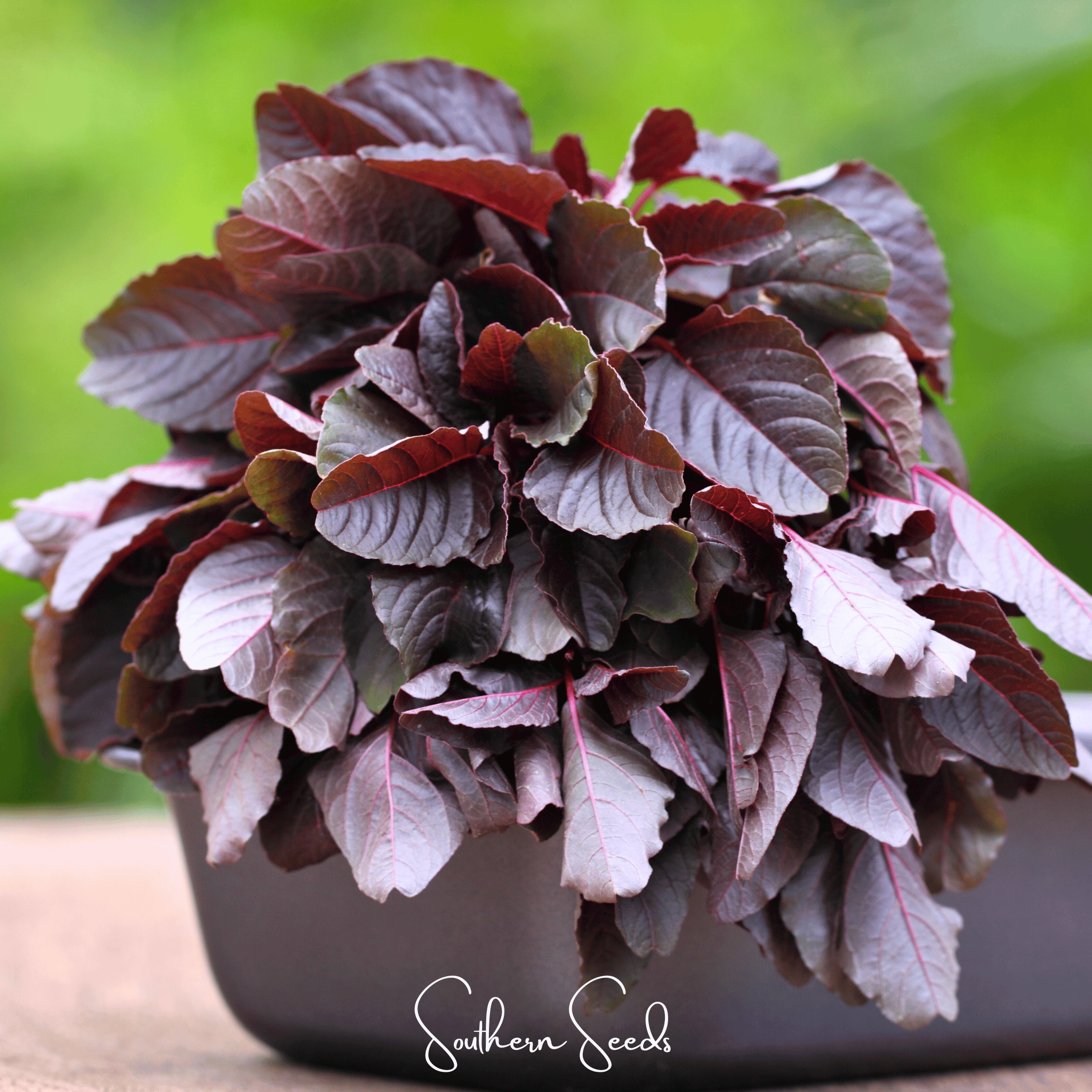 Amaranth, Midnight Red (Amaranthus tricolor 'Midnight Red') - 250 Seeds seed packet from Seed Therapy – American - grown, heirloom seeds