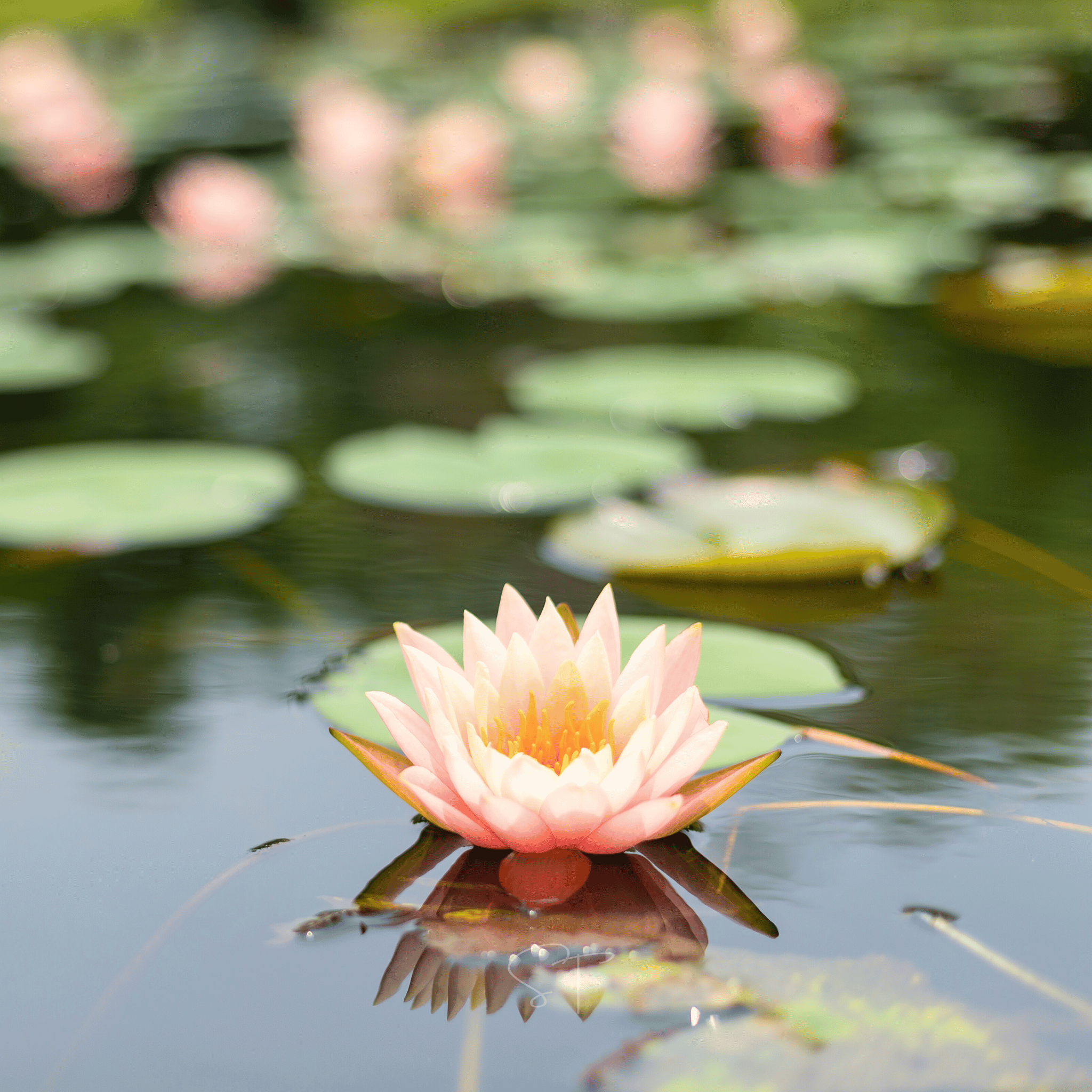 American Lotus – 5 Seeds seed packet from Seed Therapy – American - grown, heirloom seeds