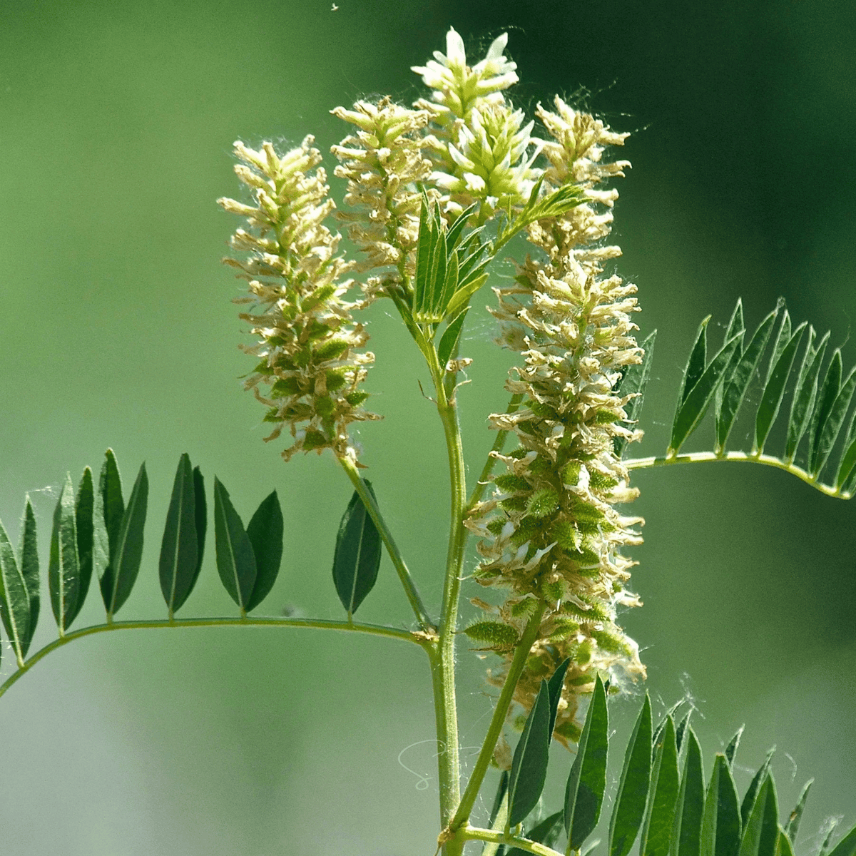 plant licorice seeds Licorice, American - Wild (Glycyrrhiza lepidota) - 40 Seeds