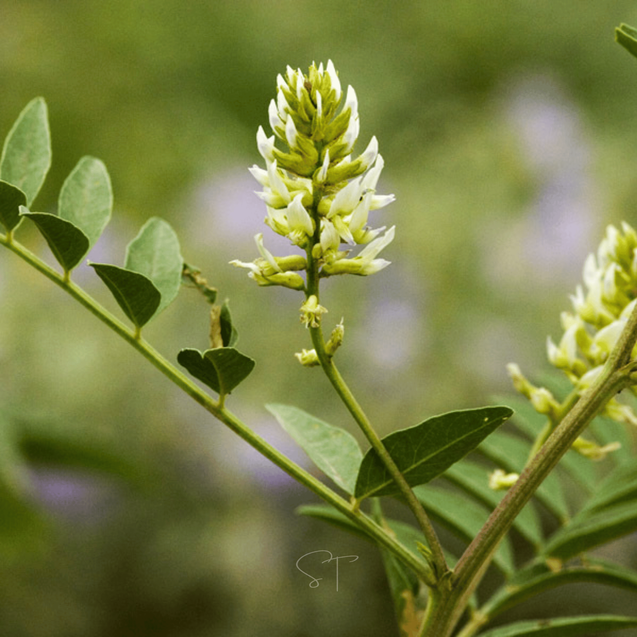 American Wild Licorice – 40 Seeds seed packet from Seed Therapy – American - grown, heirloom seeds