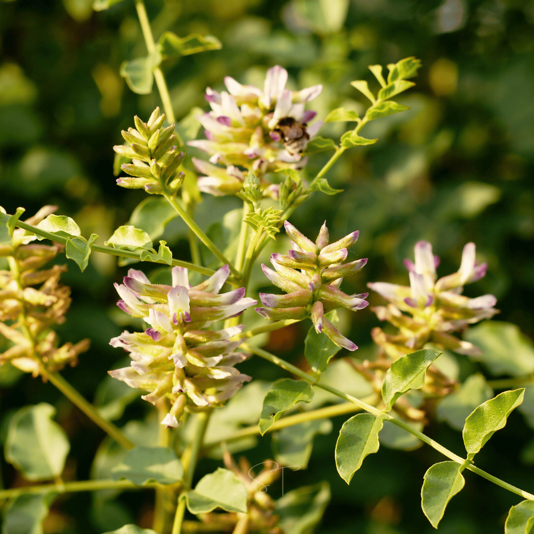 American Wild Licorice – 40 Seeds seed packet from Seed Therapy – American - grown, heirloom seeds