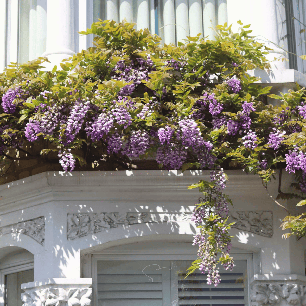 American Wisteria (Wisteria frutescens)