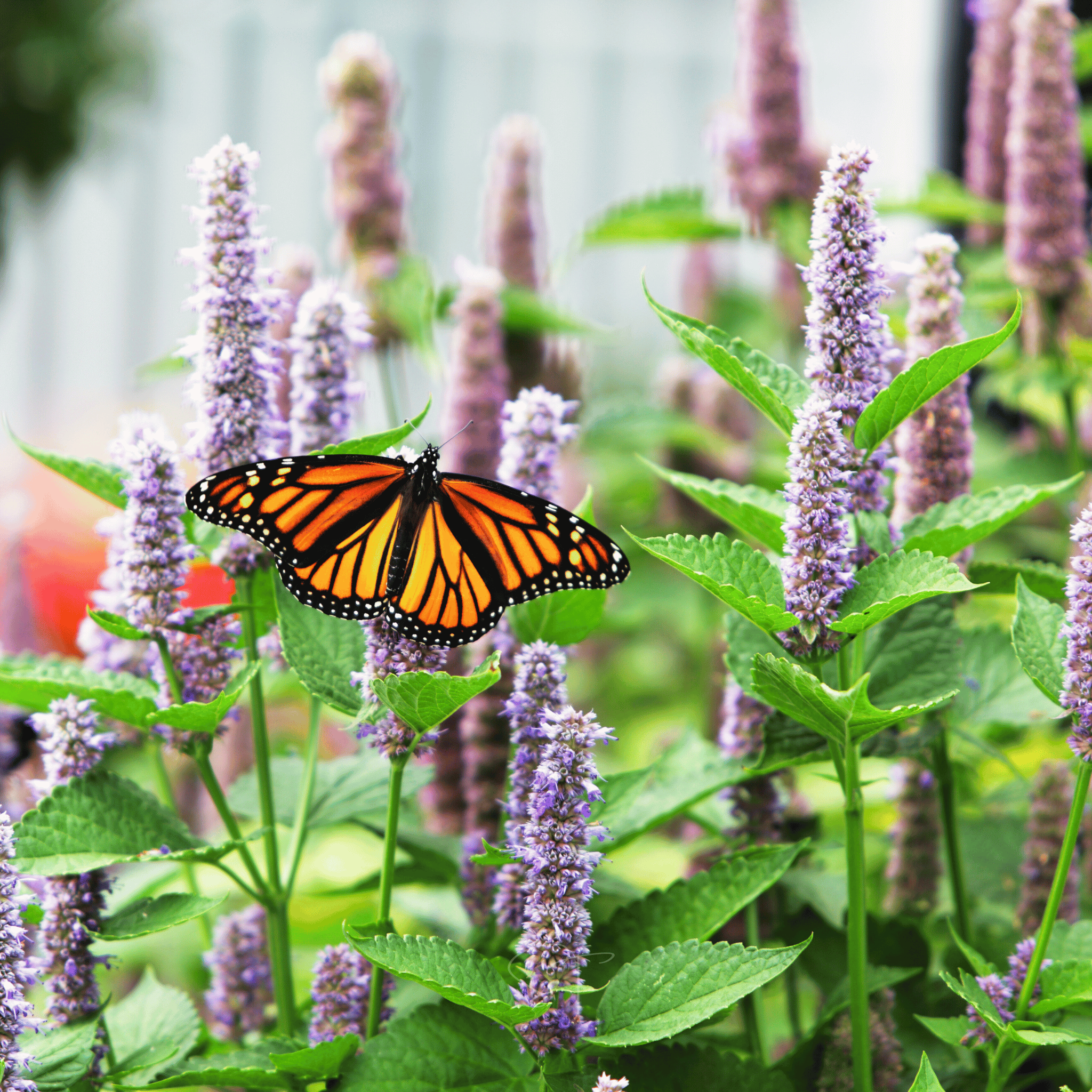 Anise Hyssop – 200 Seeds seed packet from Seed Therapy – American - grown, heirloom seeds