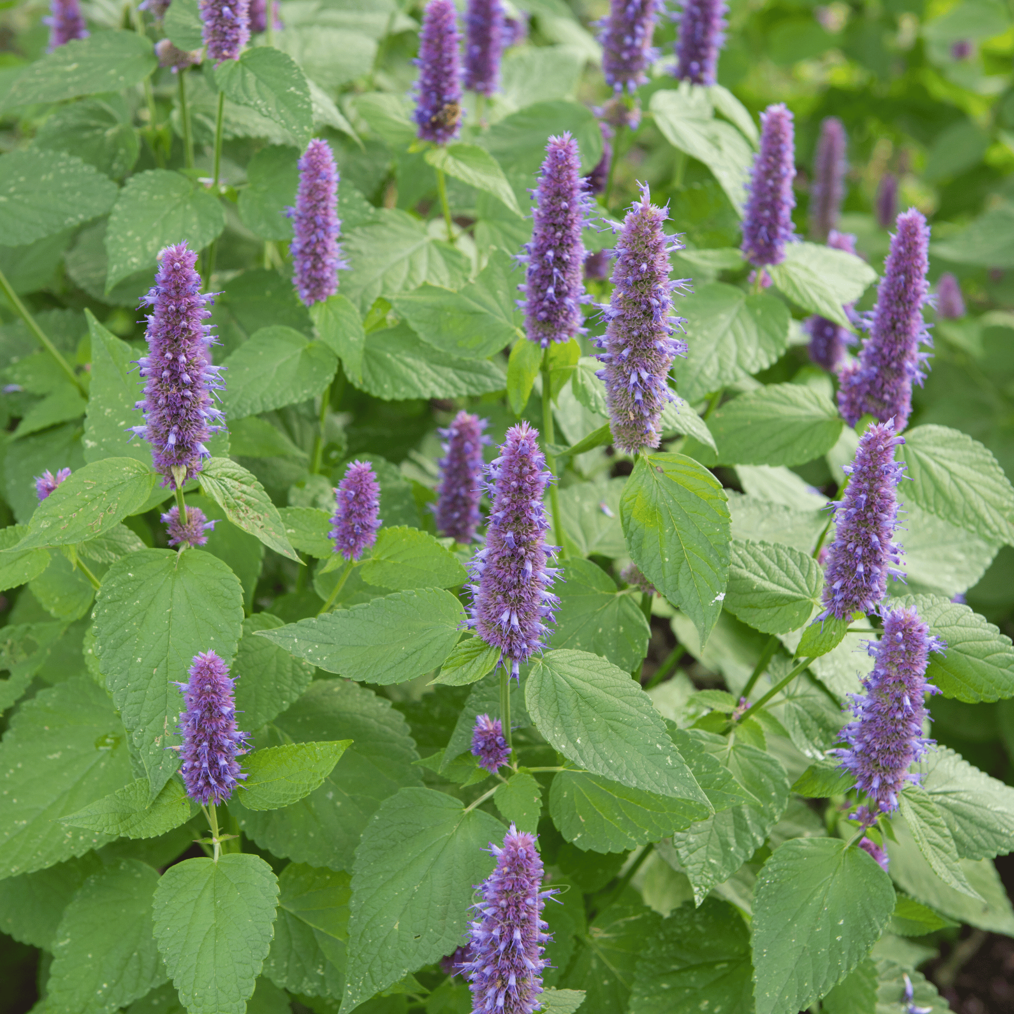 Anise Hyssop – 200 Seeds seed packet from Seed Therapy – American - grown, heirloom seeds