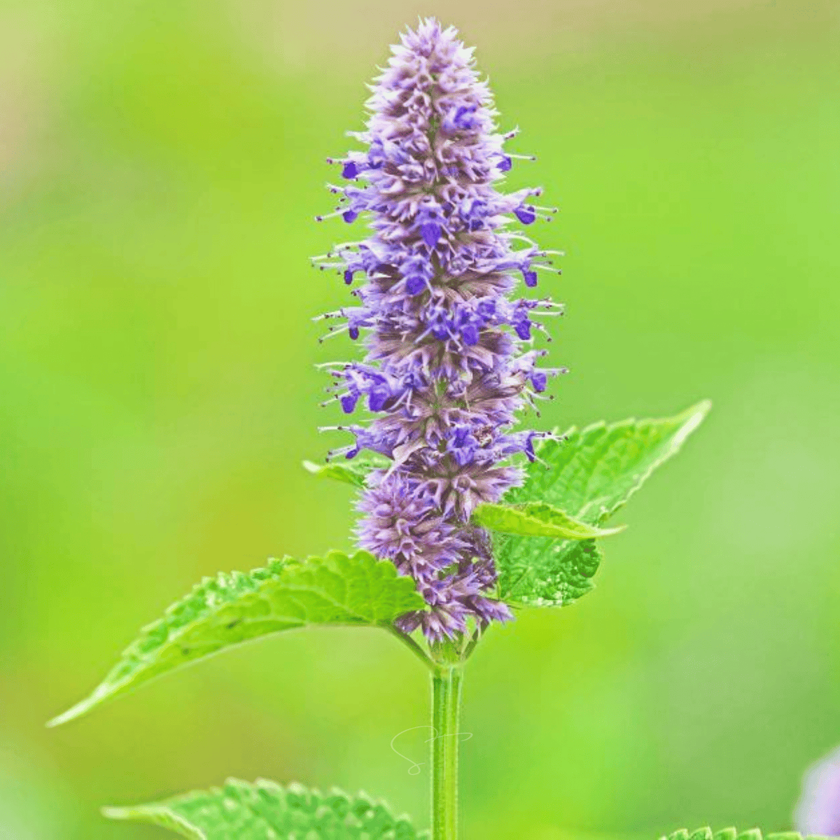 Blue Hyssop Seeds – Heirloom, Aromatic Culinary & Medicinal Herb