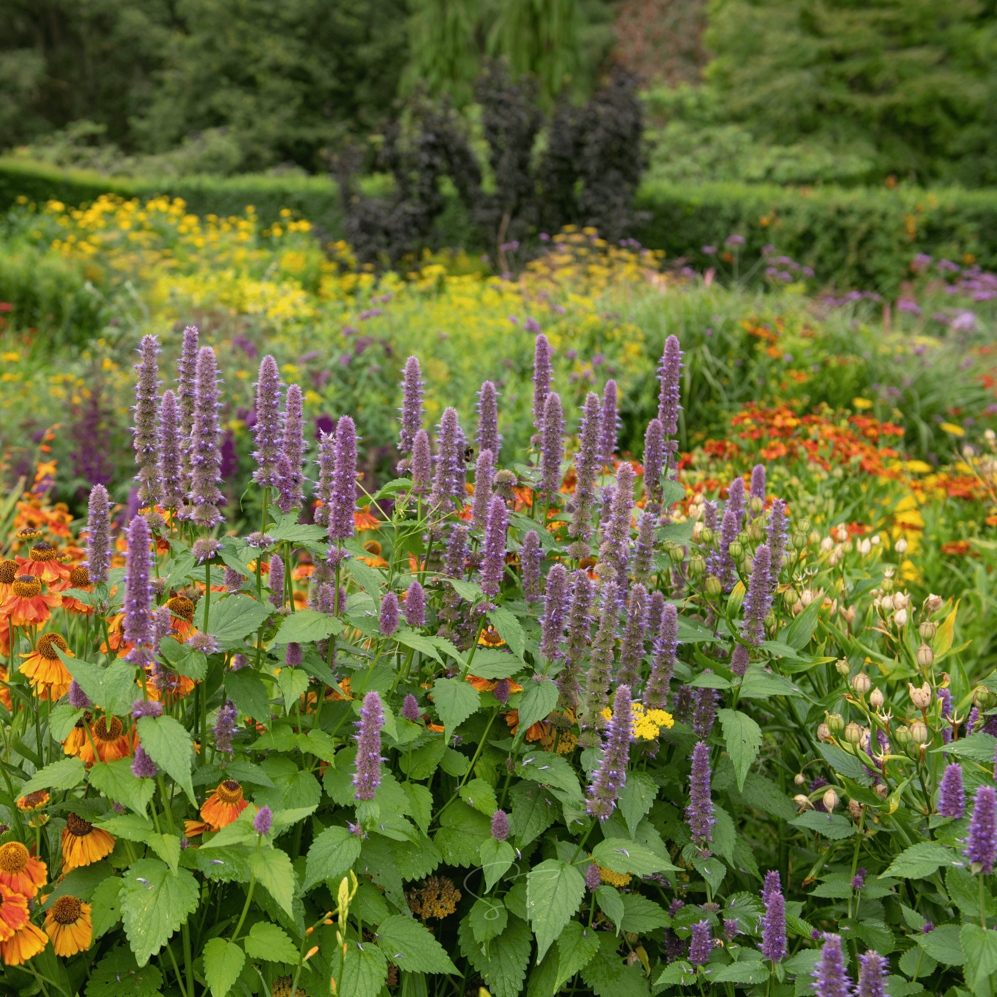 Anise Hyssop – 200 Seeds seed packet from Seed Therapy – American - grown, heirloom seeds