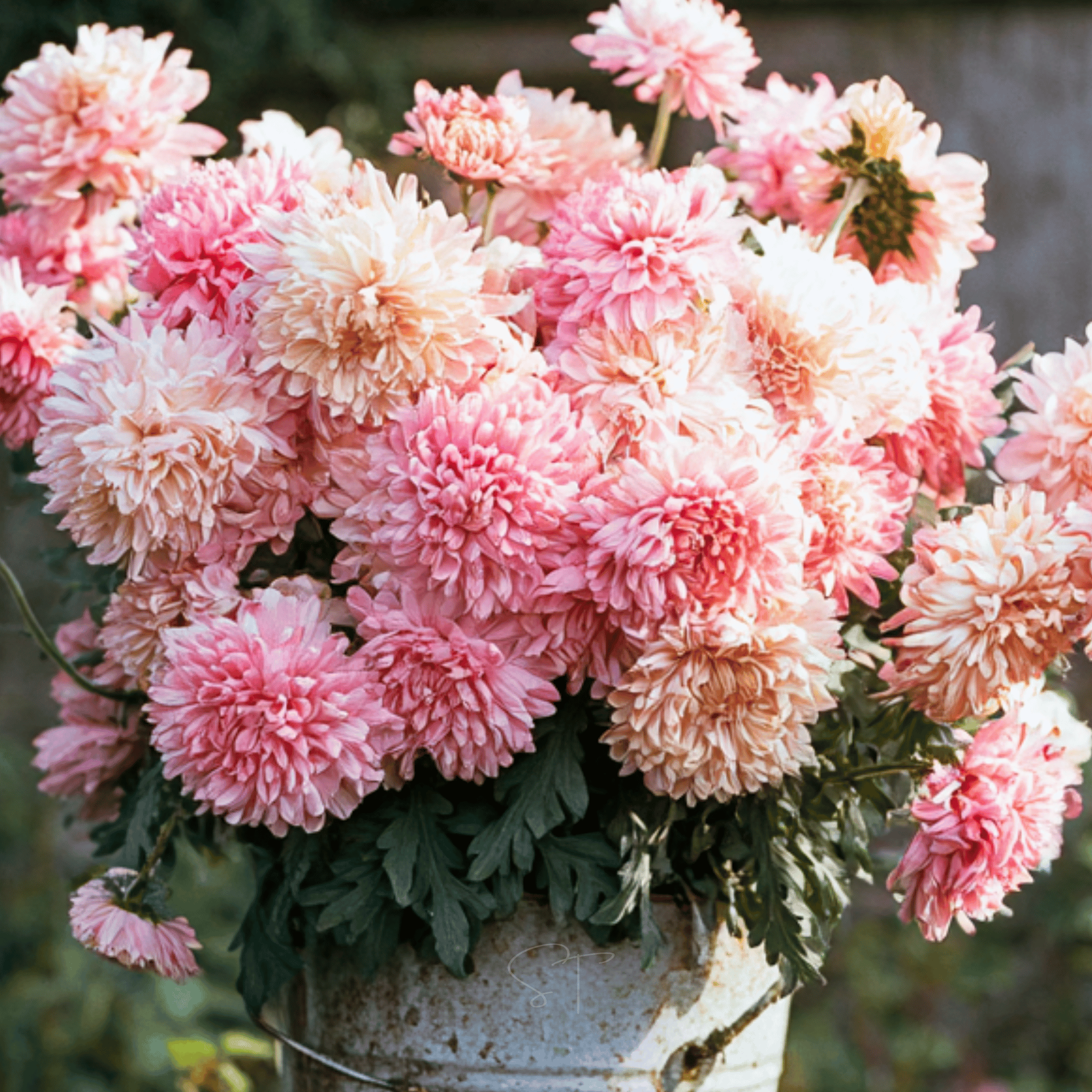 Apricot Paeony Duchess Aster – 50 Seeds seed packet from Seed Therapy – American - grown, heirloom seeds