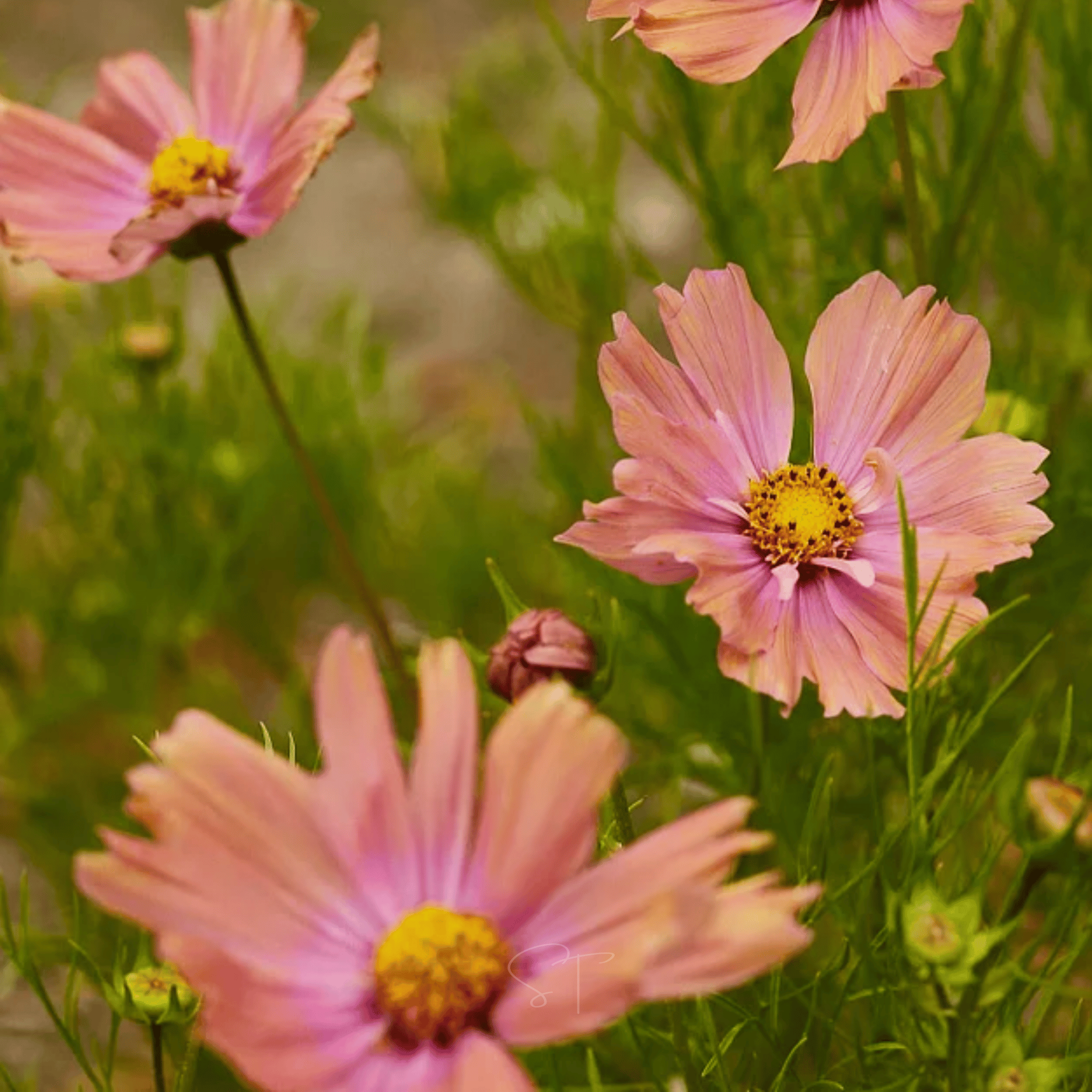 Apricotta Cosmos - 25 Seeds seed packet from Seed Therapy – American - grown, heirloom seeds