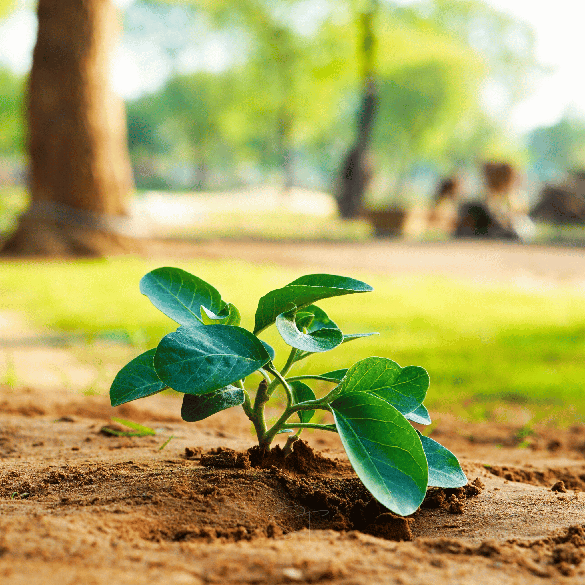 Ashwagandha (Indian Ginseng) – 30 Seeds seed packet from Seed Therapy – American - grown, heirloom seeds