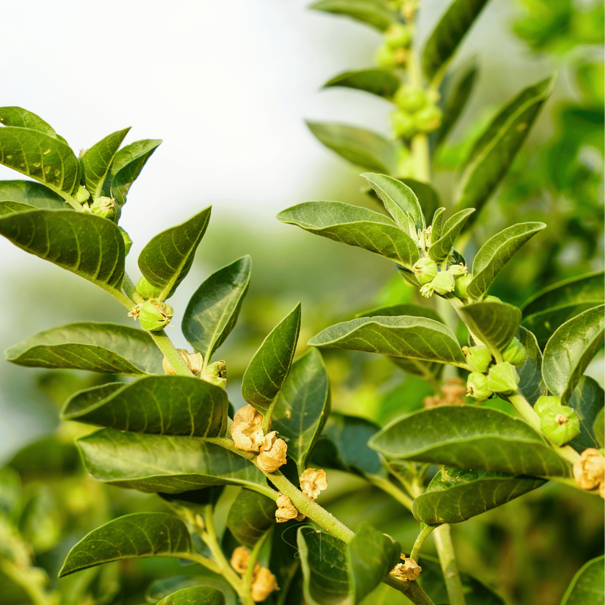 Ashwagandha (Indian Ginseng) – 30 Seeds seed packet from Seed Therapy – American - grown, heirloom seeds