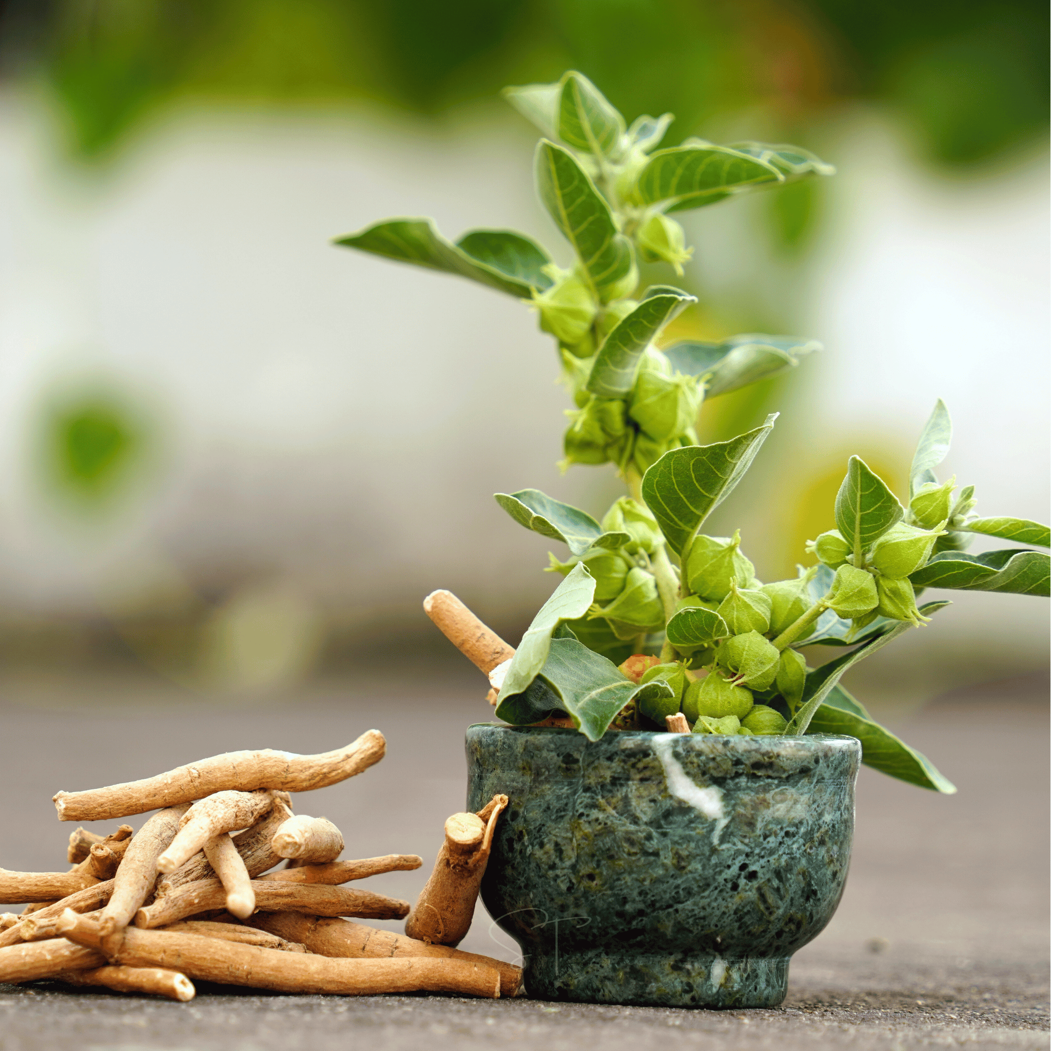 Ashwagandha (Indian Ginseng) – 30 Seeds seed packet from Seed Therapy – American - grown, heirloom seeds