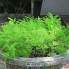Asparagus Fern, Sprengeri (Asparagus densiflorus Sprengeri) - 15 Seeds seed packet from Seed Therapy – American - grown, heirloom seeds