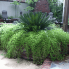 Asparagus Fern, Sprengeri (Asparagus densiflorus Sprengeri) - 15 Seeds seed packet from Seed Therapy – American - grown, heirloom seeds