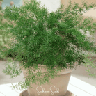 Asparagus Fern, Sprengeri (Asparagus densiflorus Sprengeri) - 15 Seeds seed packet from Seed Therapy – American - grown, heirloom seeds