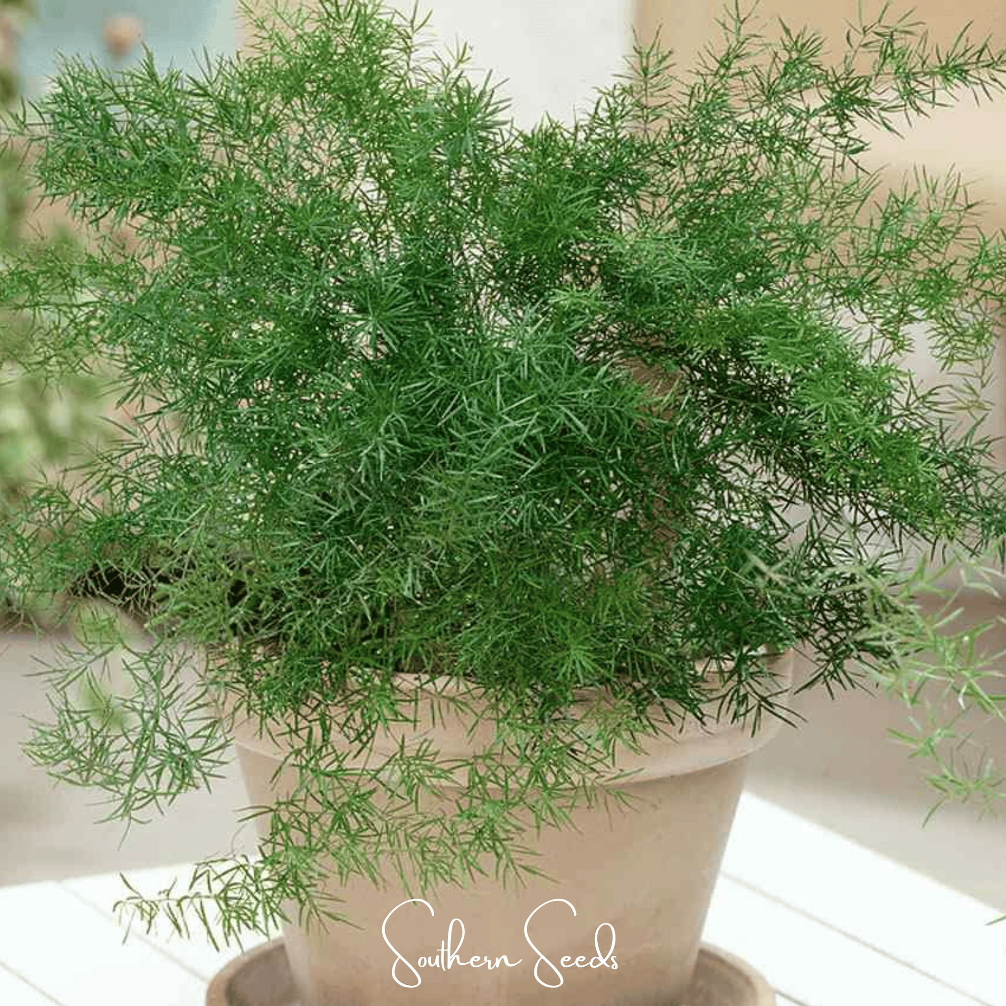 Asparagus Fern, Sprengeri (Asparagus densiflorus Sprengeri) - 15 Seeds seed packet from Seed Therapy – American - grown, heirloom seeds