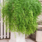 Asparagus Fern, Sprengeri (Asparagus densiflorus Sprengeri) - 15 Seeds seed packet from Seed Therapy – American - grown, heirloom seeds