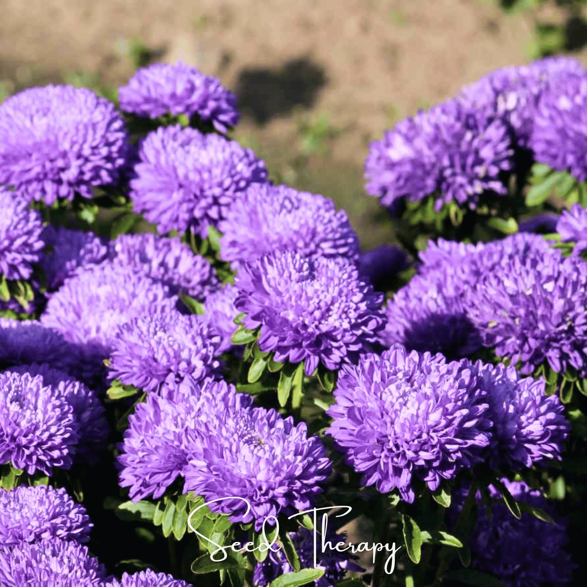 Aster, Gremlin Lavender (Callistephus gremlin) - 50 Seeds seed packet from Seed Therapy – American - grown, heirloom seeds