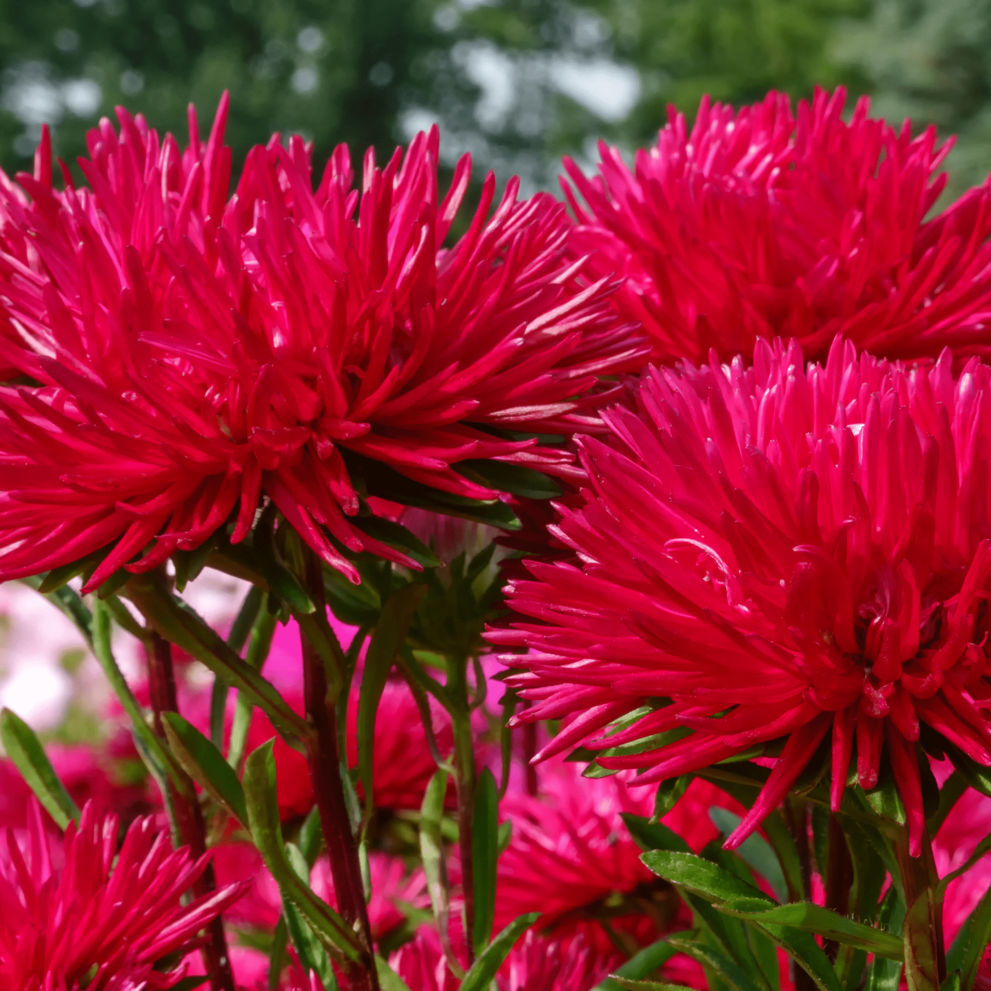 Aster, Gremlin Red (Callistephus gremlin) - 50 Seeds seed packet from Seed Therapy – American - grown, heirloom seeds