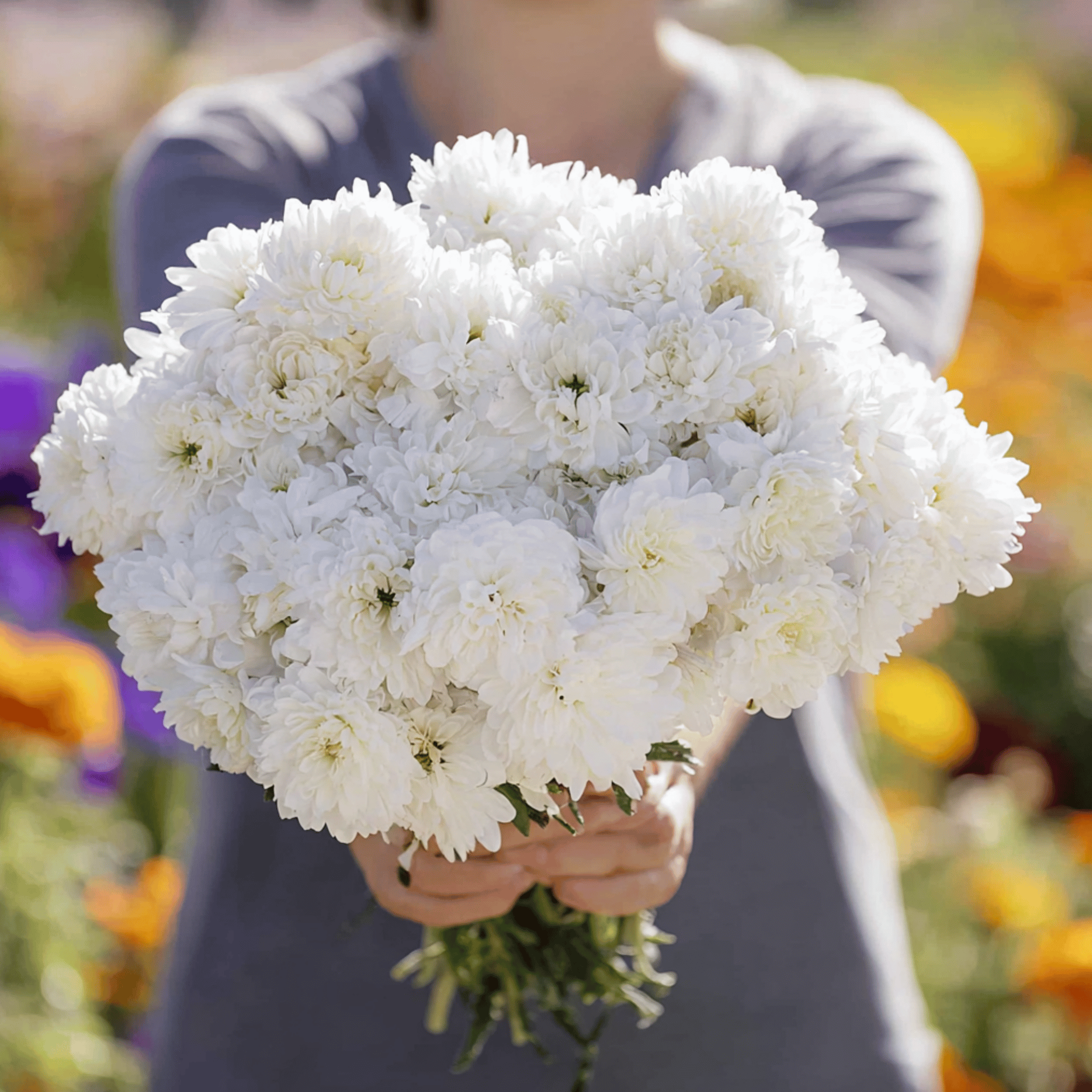 Aster, Paeony Duchess White (Callistephus paeony) - 50 Seeds seed packet from Seed Therapy – American - grown, heirloom seeds