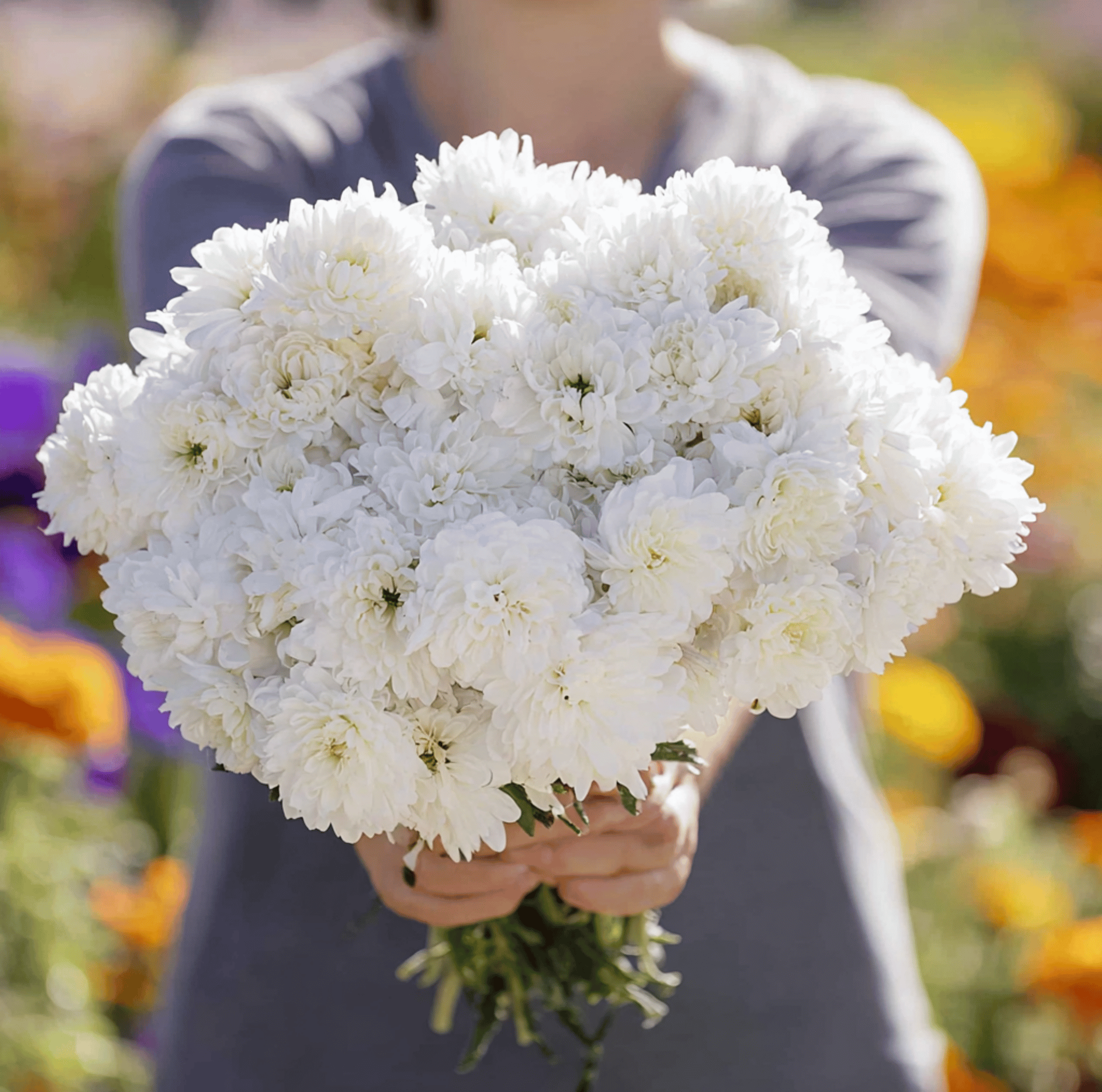 Aster, Paeony Duchess White (Callistephus paeony) - 50 Seeds seed packet from Seed Therapy – American - grown, heirloom seeds