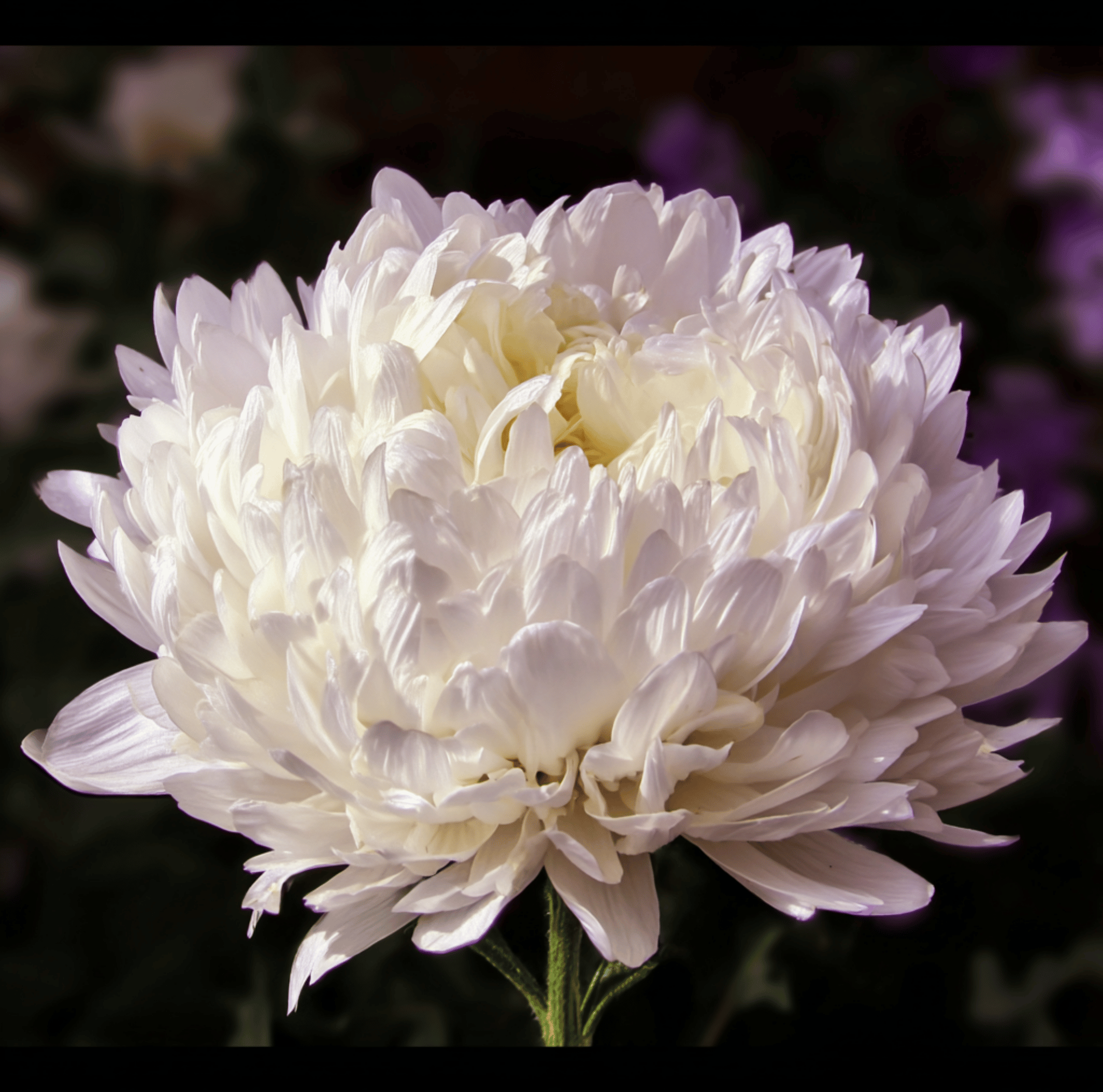 Aster, Paeony Duchess White (Callistephus paeony) - 50 Seeds seed packet from Seed Therapy – American - grown, heirloom seeds