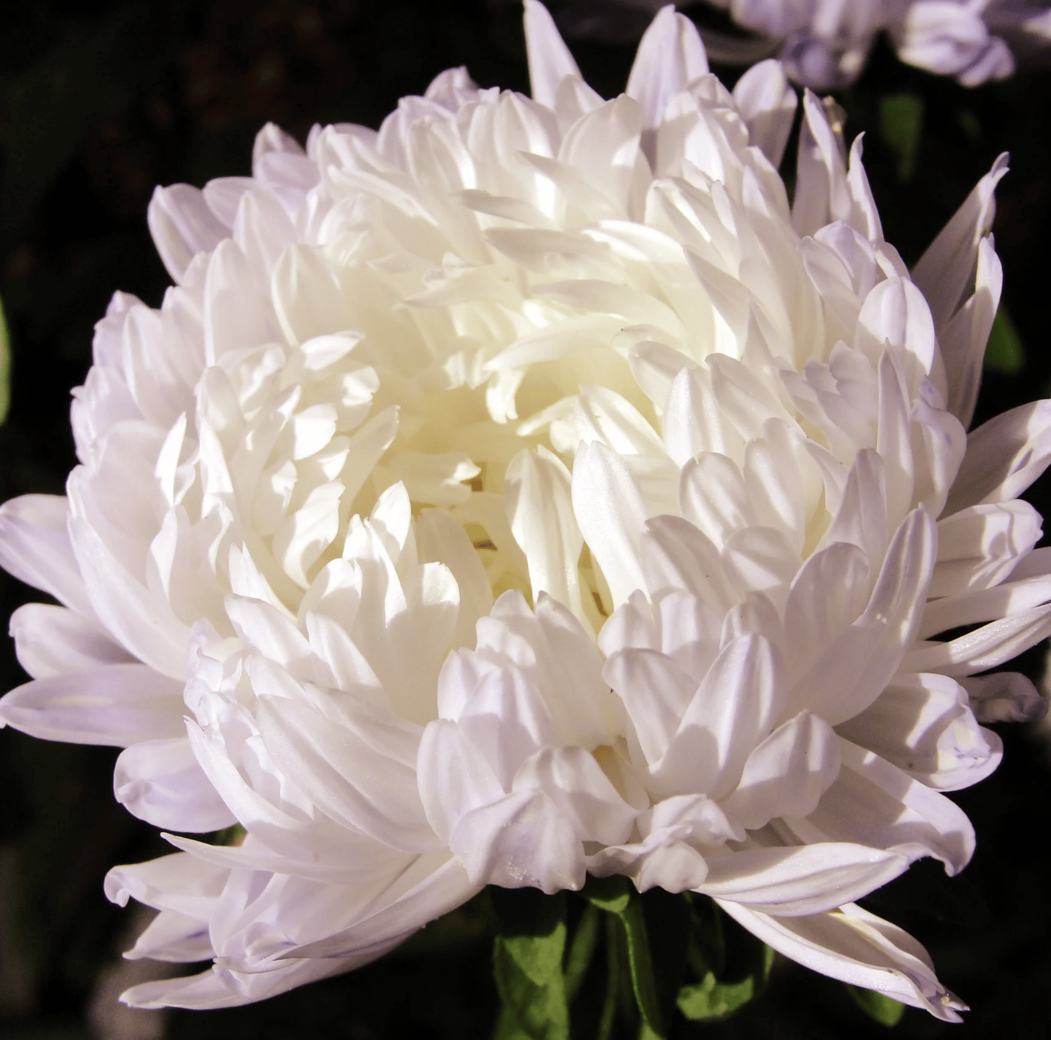 Aster, Paeony Duchess White (Callistephus paeony) - 50 Seeds seed packet from Seed Therapy – American - grown, heirloom seeds