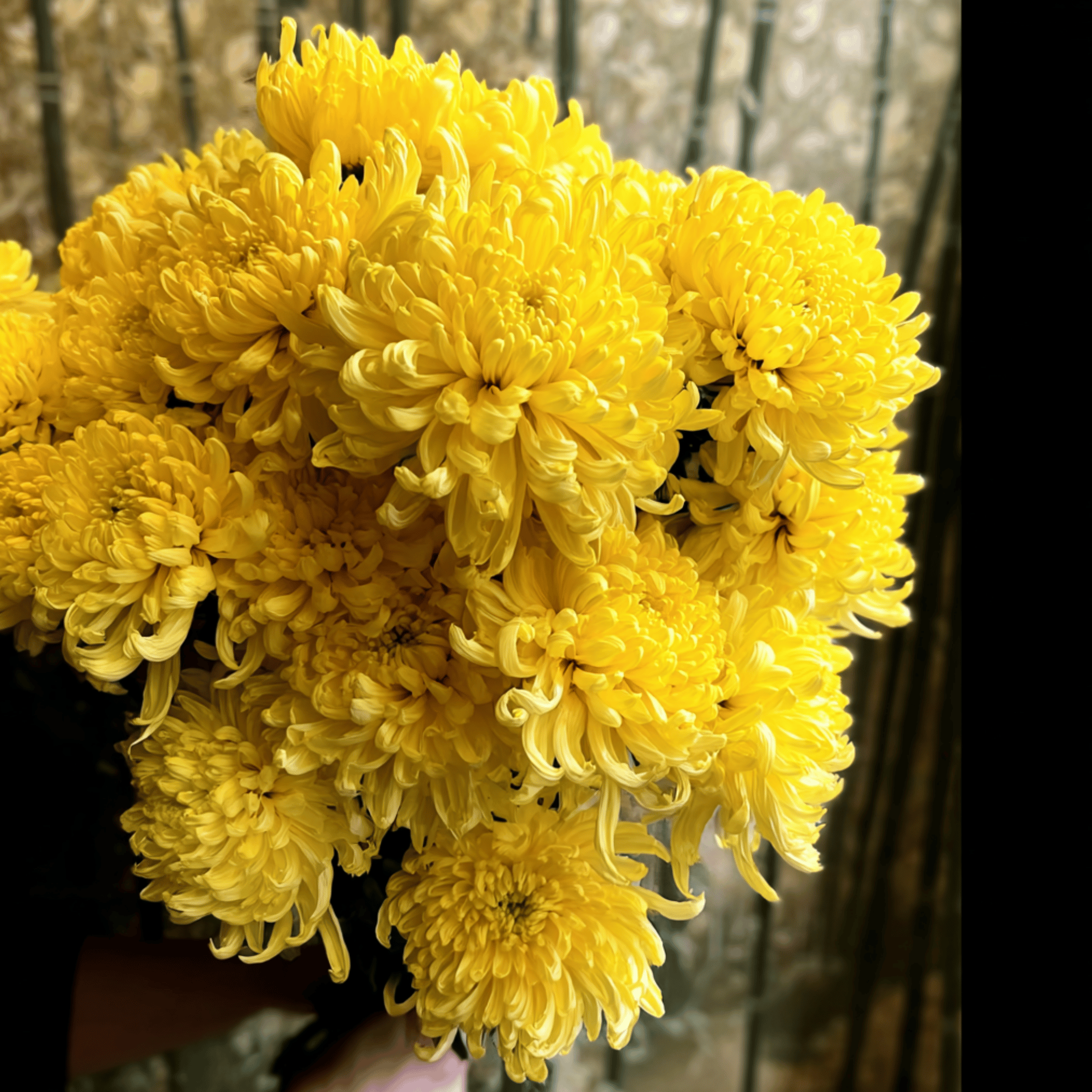 Aster, Paeony Duchess Yellow (Callistephus paeony) - 50 Seeds seed packet from Seed Therapy – American - grown, heirloom seeds