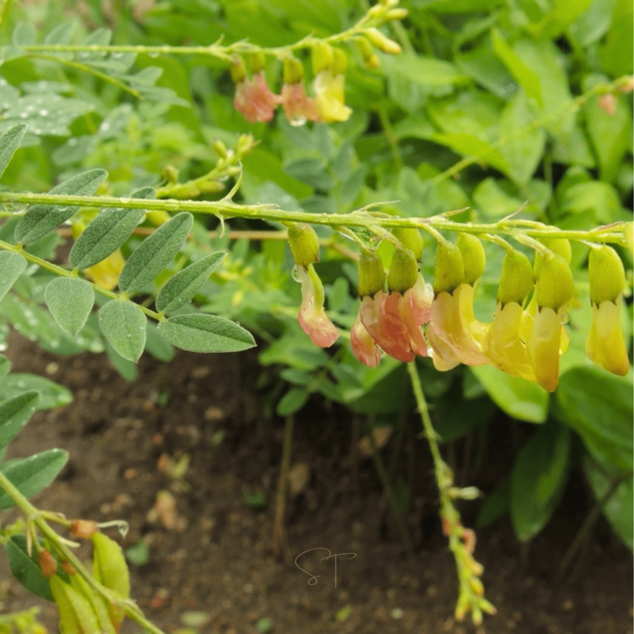 Astragalus (Huang Qi) – 25 Seeds seed packet from Seed Therapy – American - grown, heirloom seeds