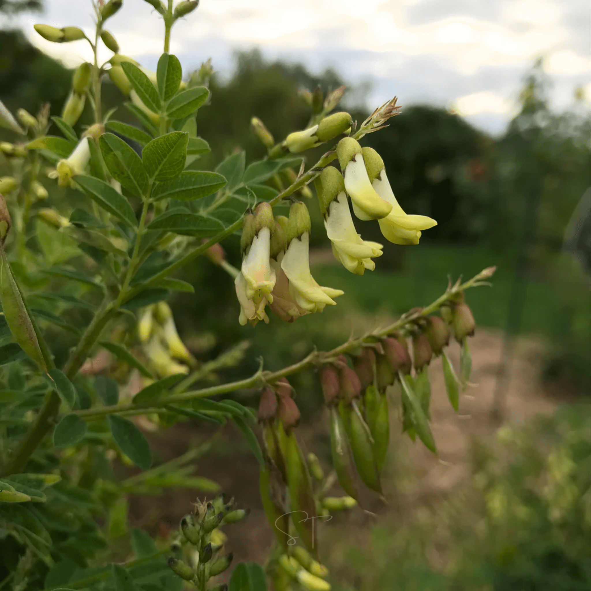 Astragalus (Huang Qi) – 25 Seeds seed packet from Seed Therapy – American - grown, heirloom seeds