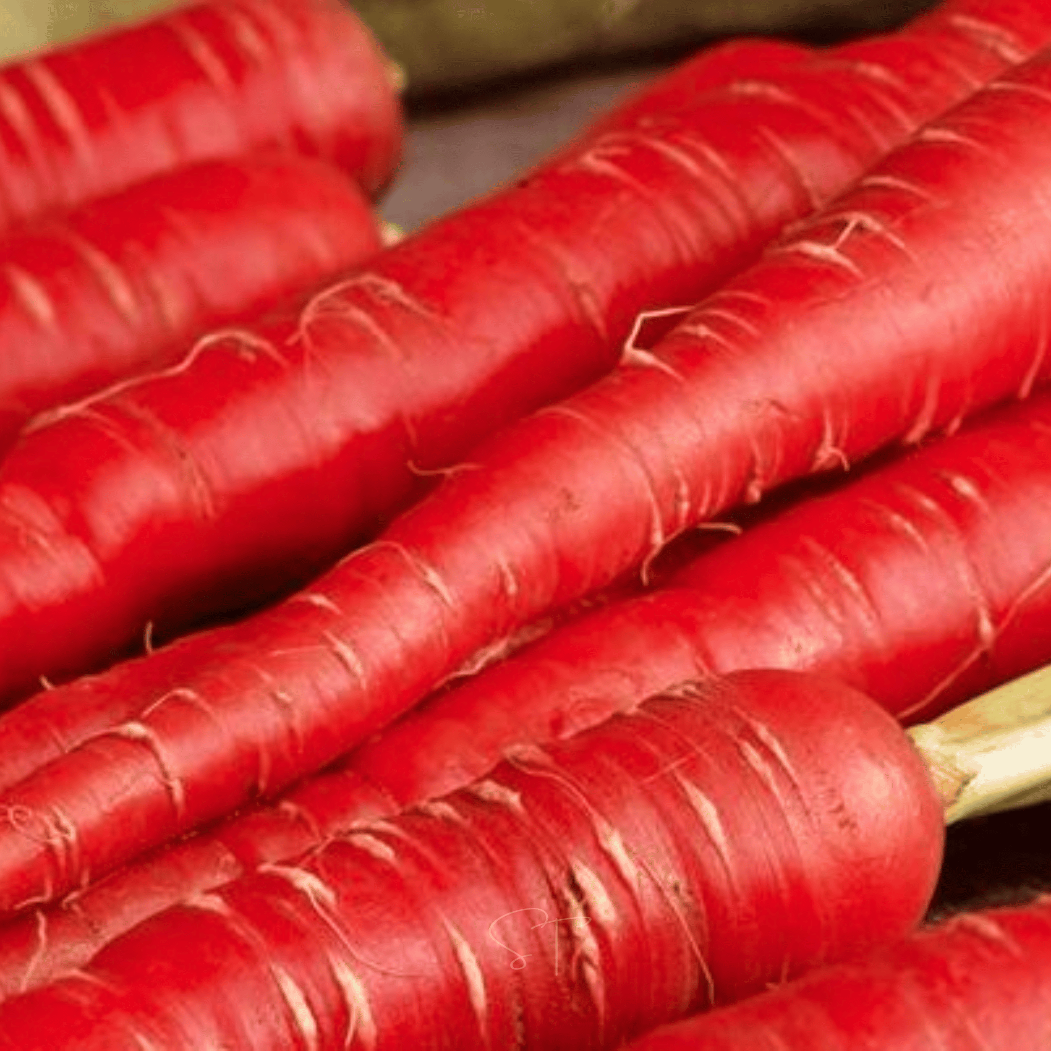 Atomic Red Carrot – 250 Seeds seed packet from Seed Therapy – American - grown, heirloom seeds