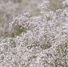 Baby's Breath, Perennial (Gypsophila paniculata) - 100 Seeds seed packet from Seed Therapy – American - grown, heirloom seeds