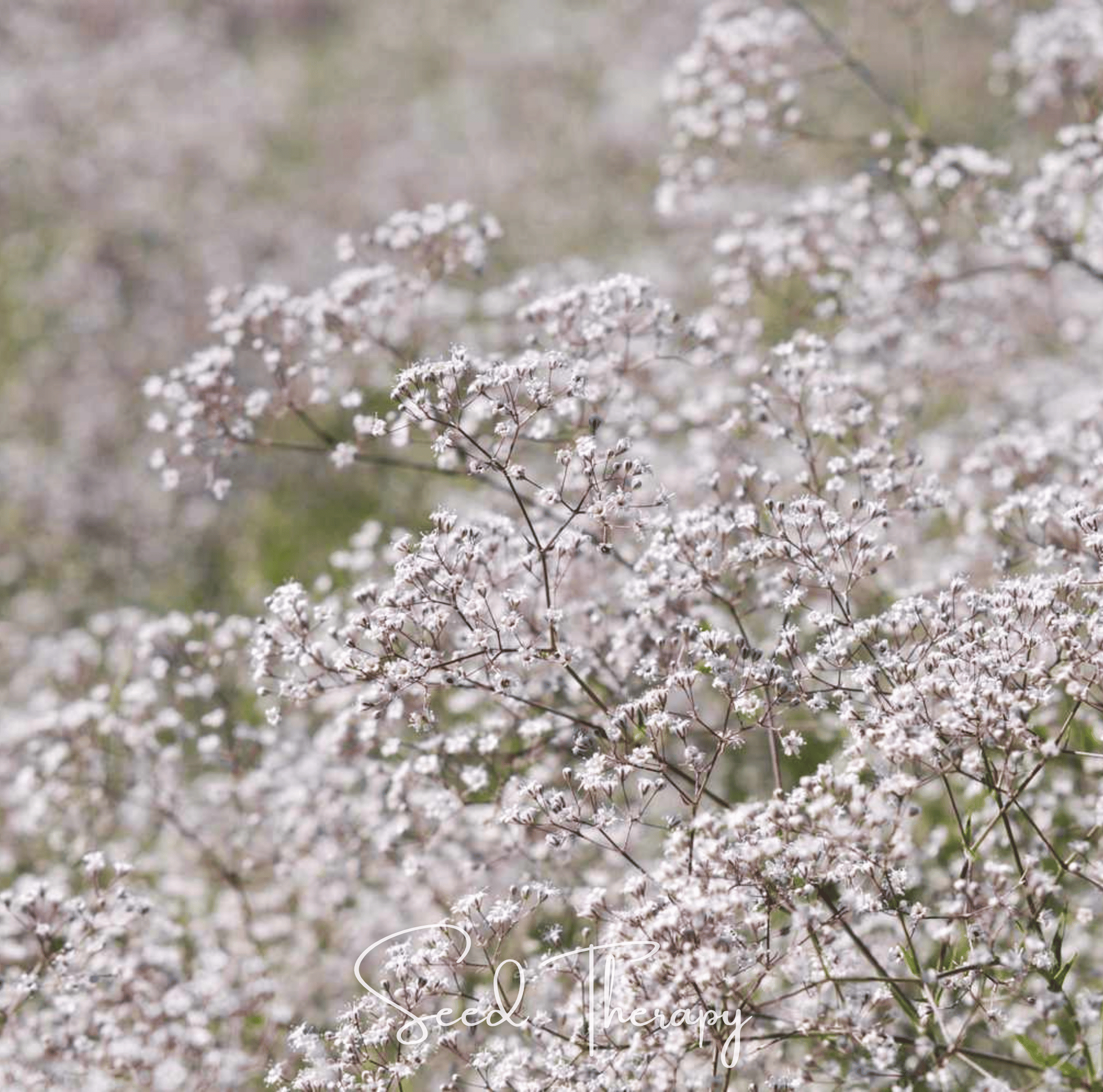 Baby's Breath, Perennial (Gypsophila paniculata) - 100 Seeds seed packet from Seed Therapy – American - grown, heirloom seeds