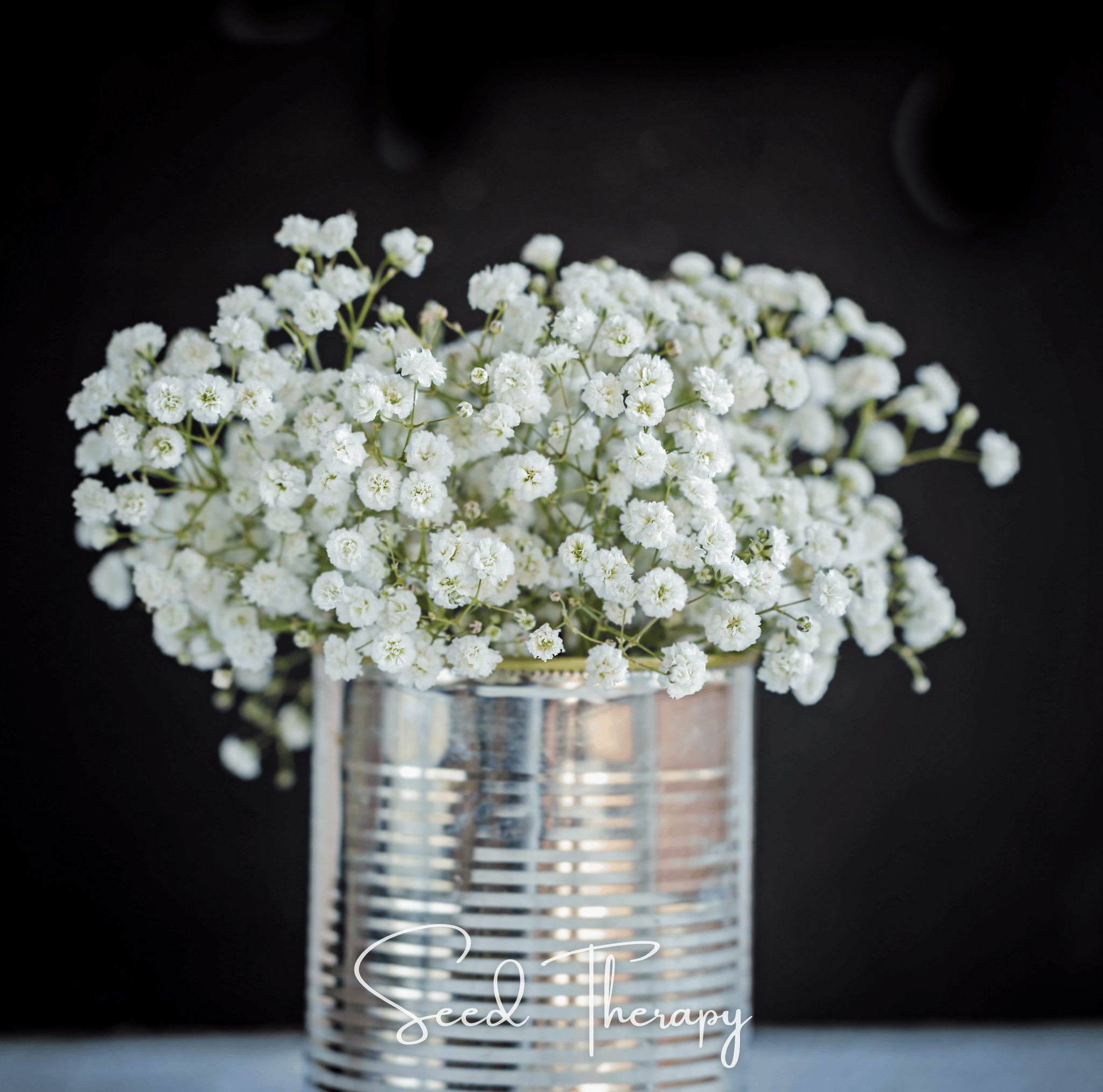 Baby's Breath, Perennial (Gypsophila paniculata) - 100 Seeds seed packet from Seed Therapy – American - grown, heirloom seeds