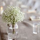 Baby's Breath, Perennial (Gypsophila paniculata) - 100 Seeds seed packet from Seed Therapy – American - grown, heirloom seeds