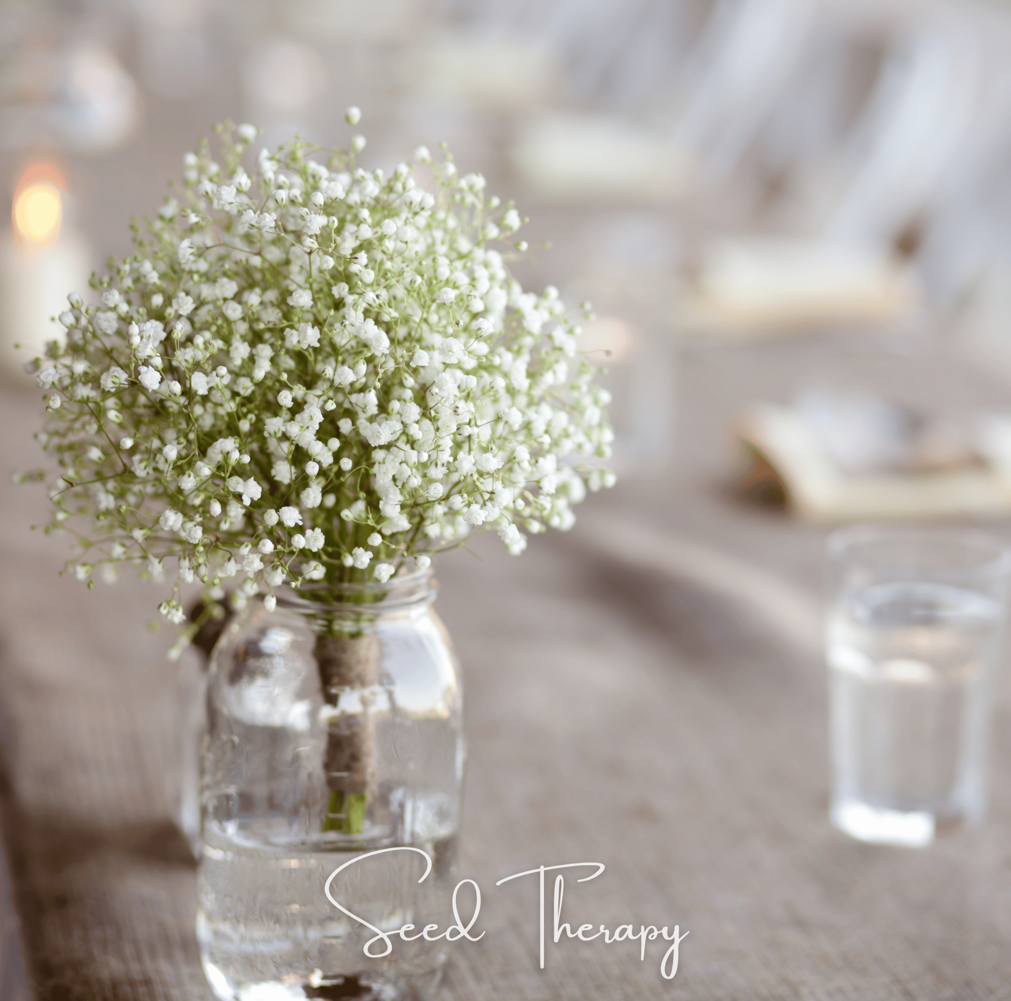 Baby's Breath, Perennial (Gypsophila paniculata) - 100 Seeds seed packet from Seed Therapy – American - grown, heirloom seeds