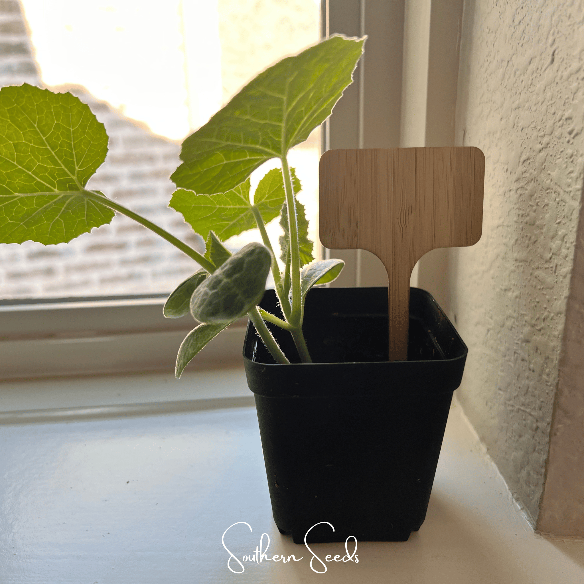 Bamboo Plant Markers - 5 Count seed packet from Seed Therapy – American - grown, heirloom seeds