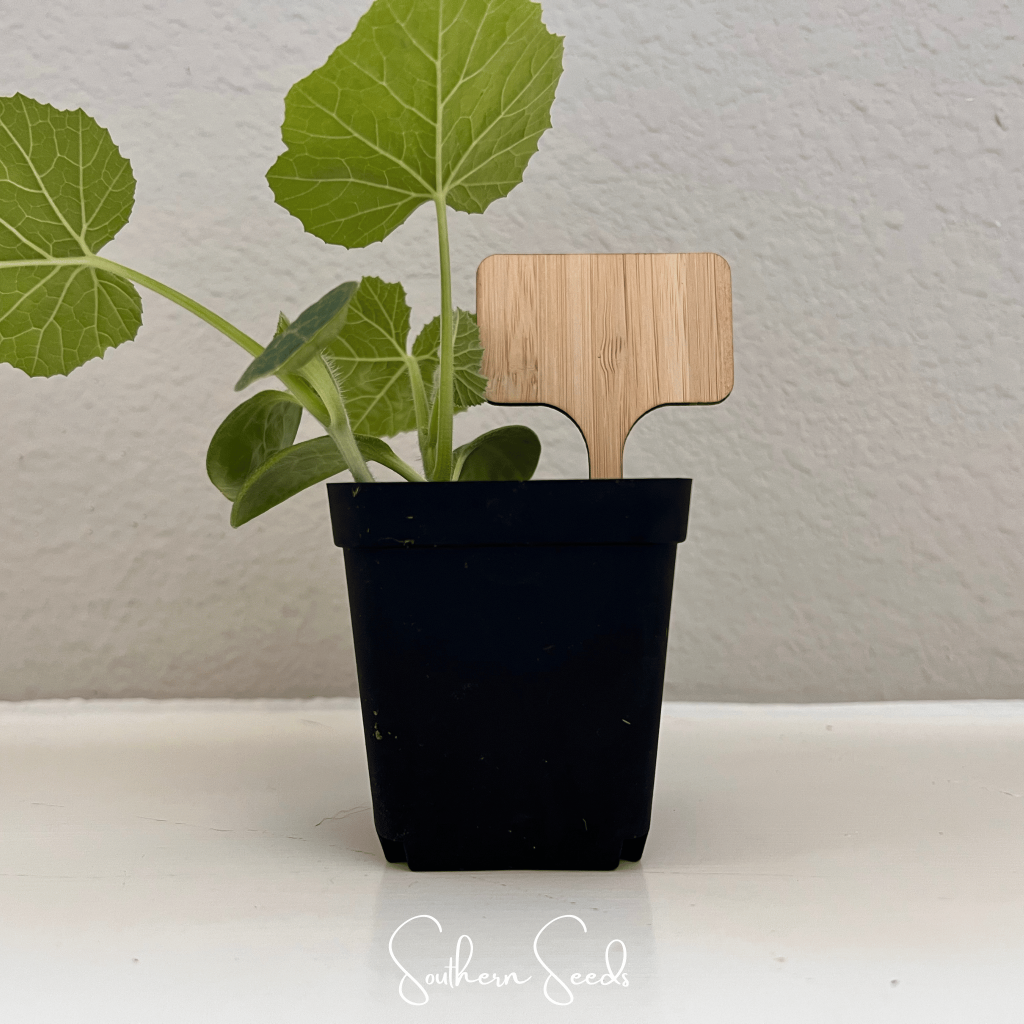 Bamboo Plant Markers - 5 Count seed packet from Seed Therapy – American - grown, heirloom seeds