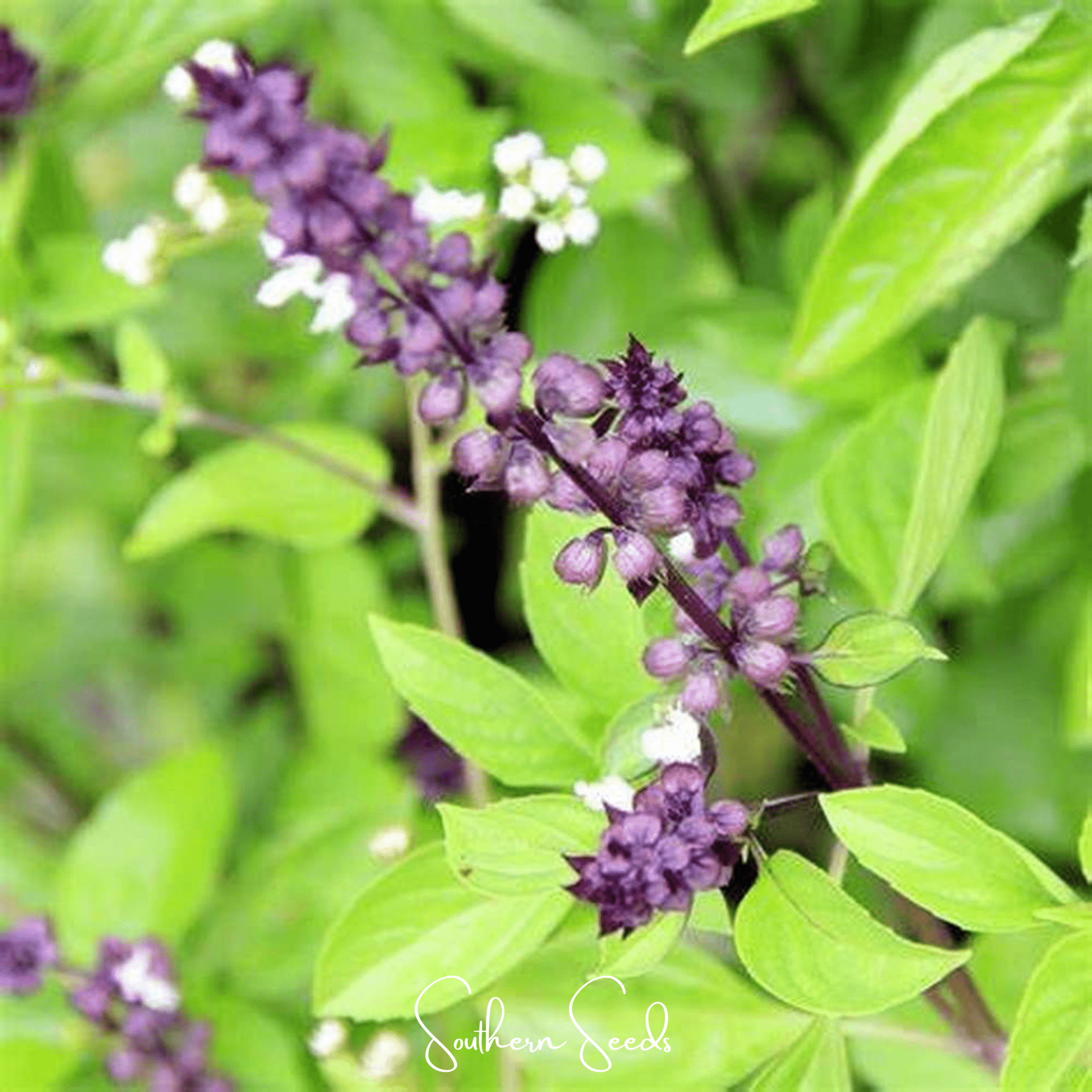 Basil, Blue Spice (Ocimum basilicum) - 100 Seeds seed packet from Seed Therapy – American - grown, heirloom seeds