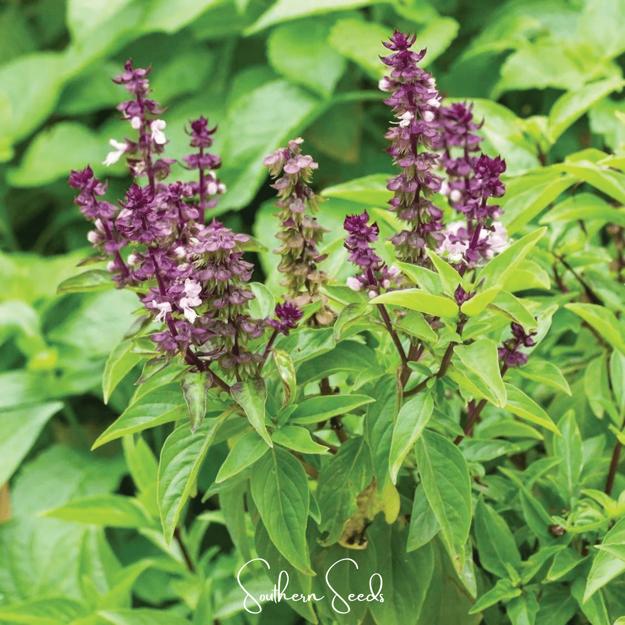 Basil, Blue Spice (Ocimum basilicum) - 100 Seeds seed packet from Seed Therapy – American - grown, heirloom seeds