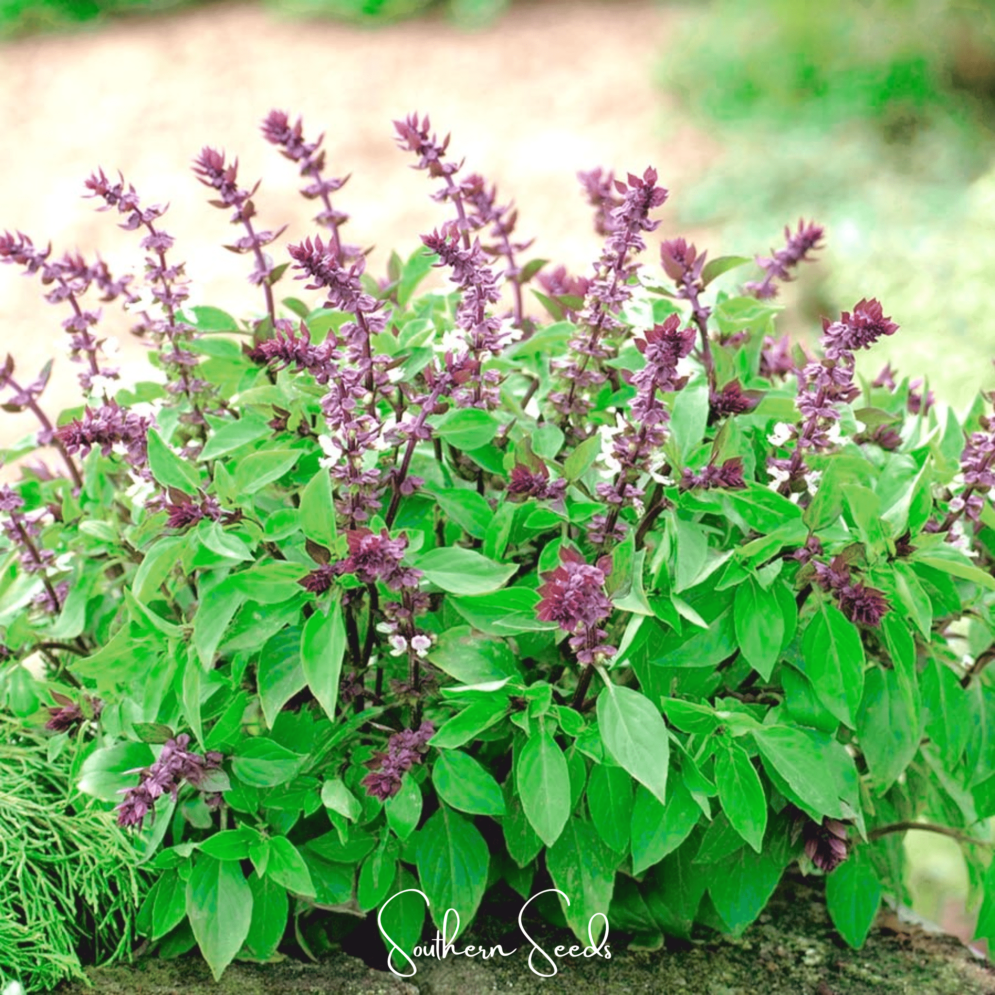 Basil, Blue Spice (Ocimum basilicum) - 100 Seeds seed packet from Seed Therapy – American - grown, heirloom seeds
