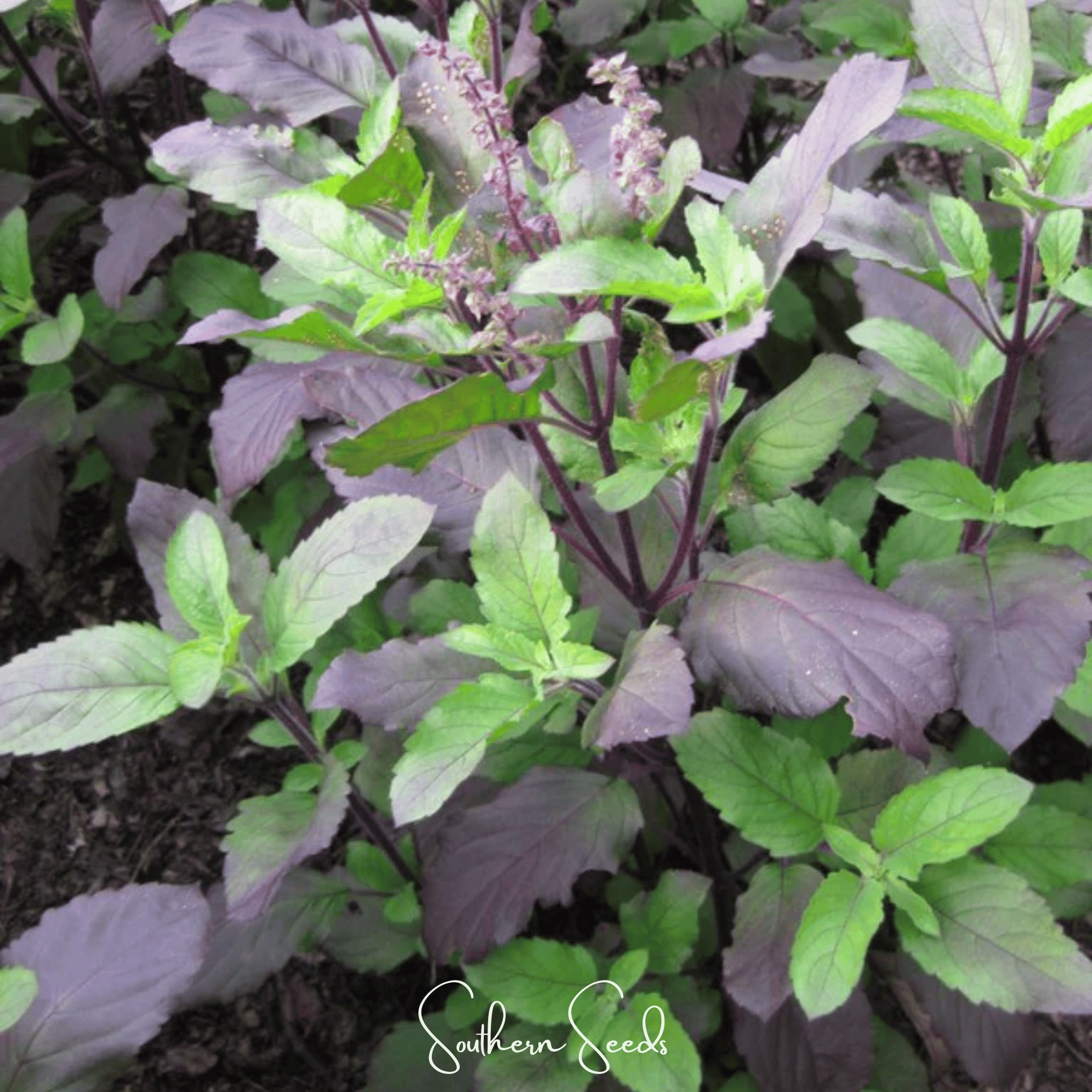 Basil, Holy Red Leaf (Ocimum sanctum) - 250 Seeds seed packet from Seed Therapy – American - grown, heirloom seeds