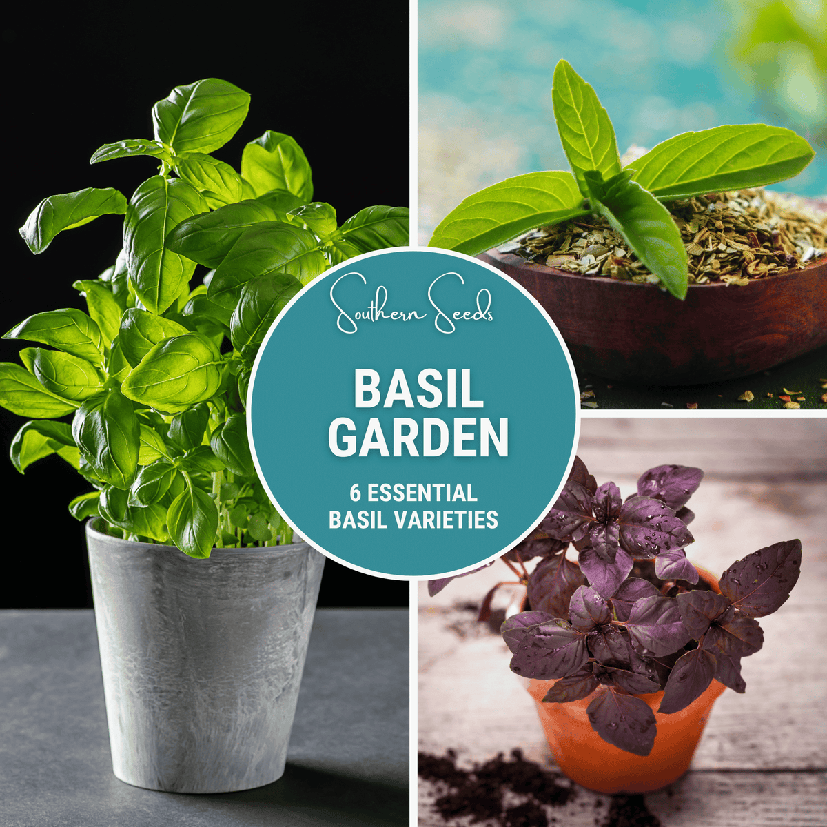 basil seed from plant Basil Seed Collection - 6 Varieties