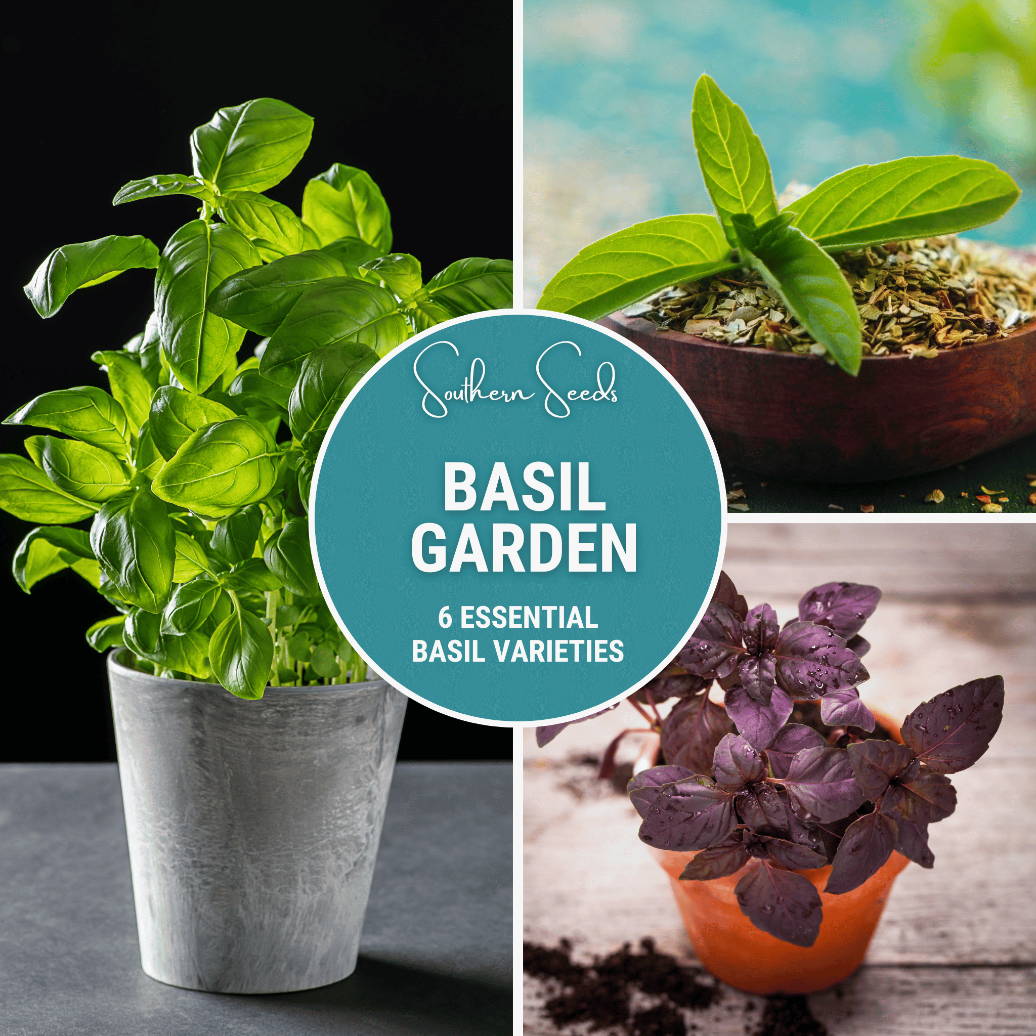 Basil Seed Collection - 6 Varieties seed packet from Seed Therapy – American - grown, heirloom seeds