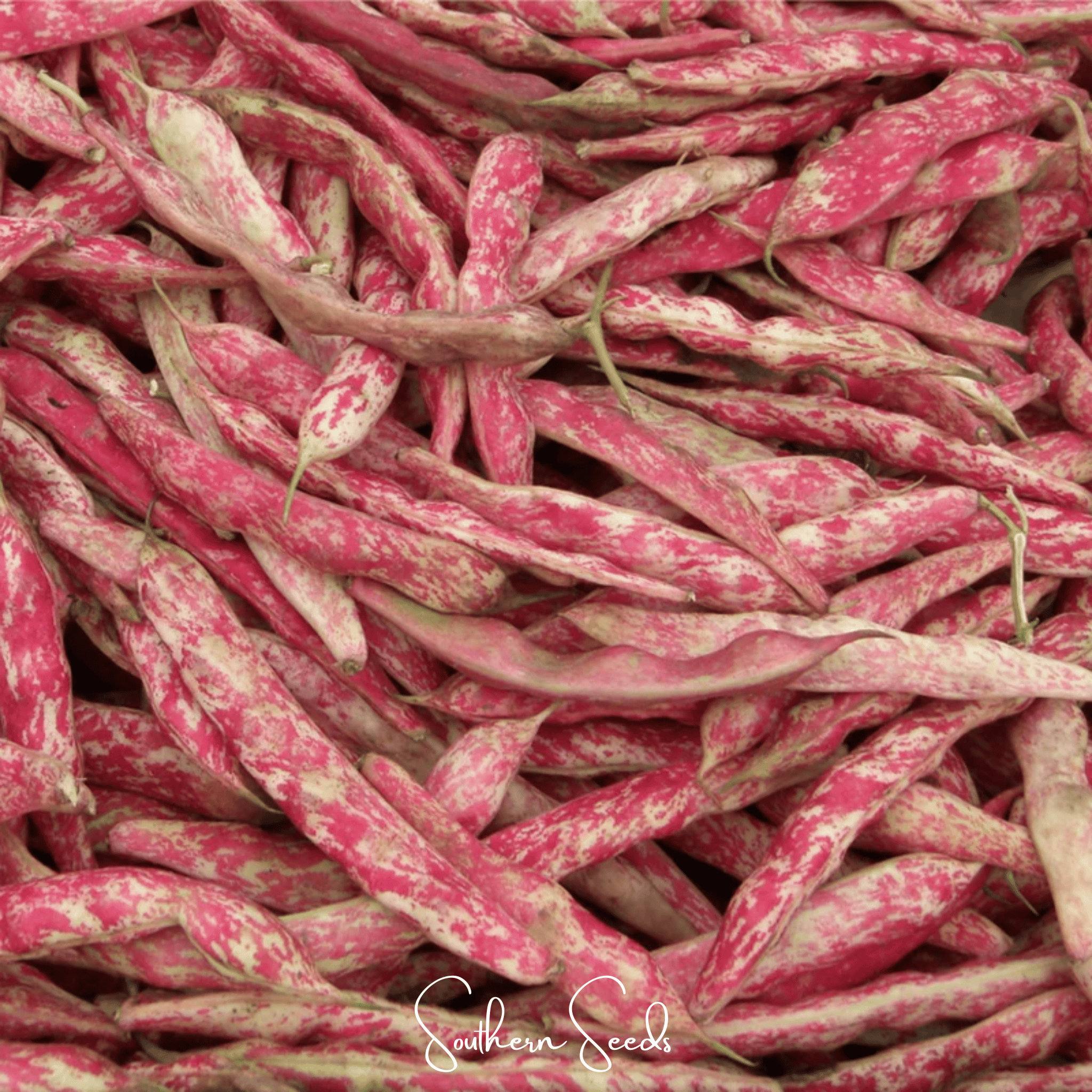 Bean, French Horticulture (Phaseolus vulgaris) - 30 Seeds seed packet from Seed Therapy – American - grown, heirloom seeds