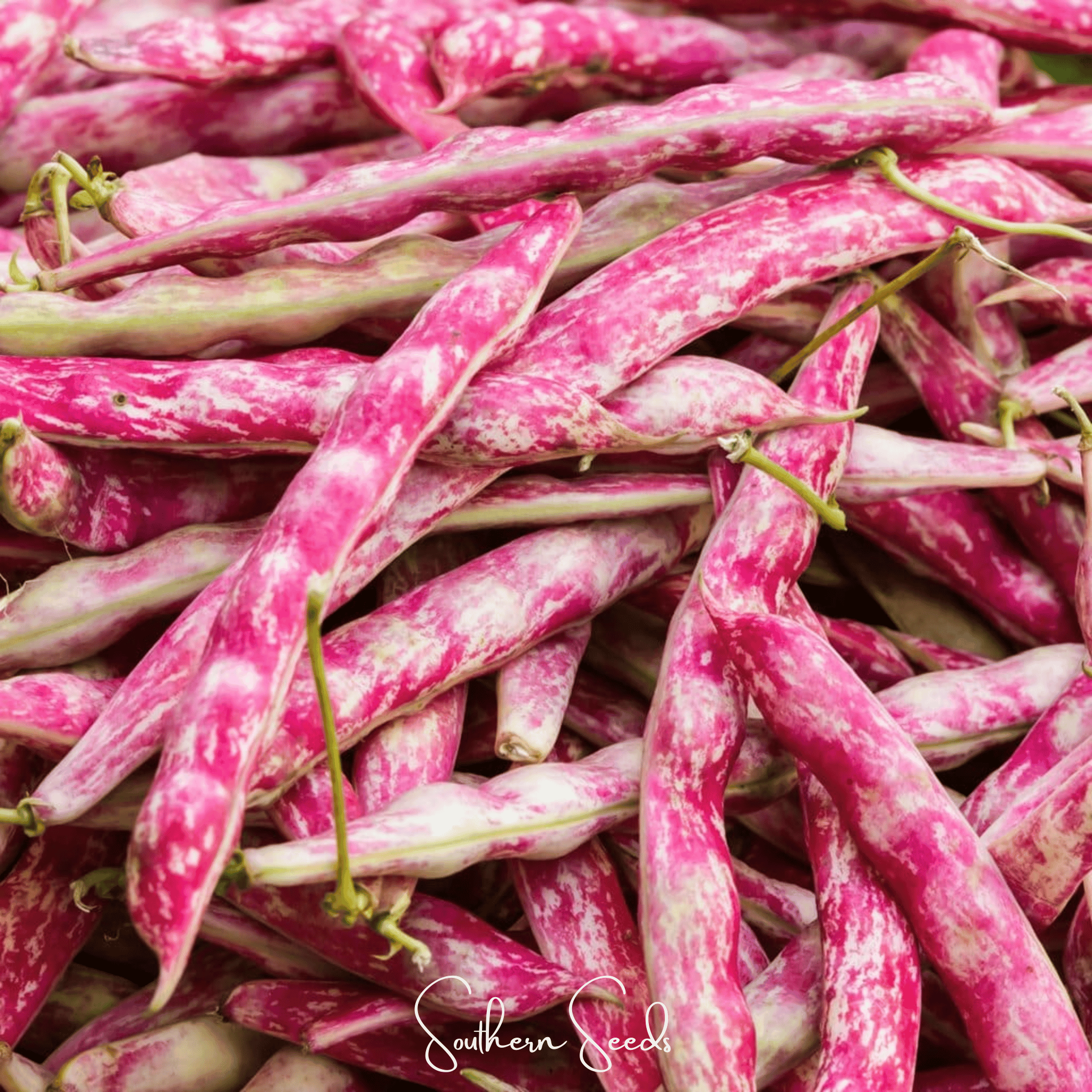 Bean, French Horticulture (Phaseolus vulgaris) - 30 Seeds seed packet from Seed Therapy – American - grown, heirloom seeds