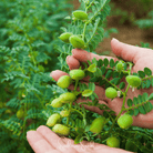 Bean, Garbanzo - Chickpea (Cicer arietinum) - 20 Seeds seed packet from Seed Therapy – American - grown, heirloom seeds