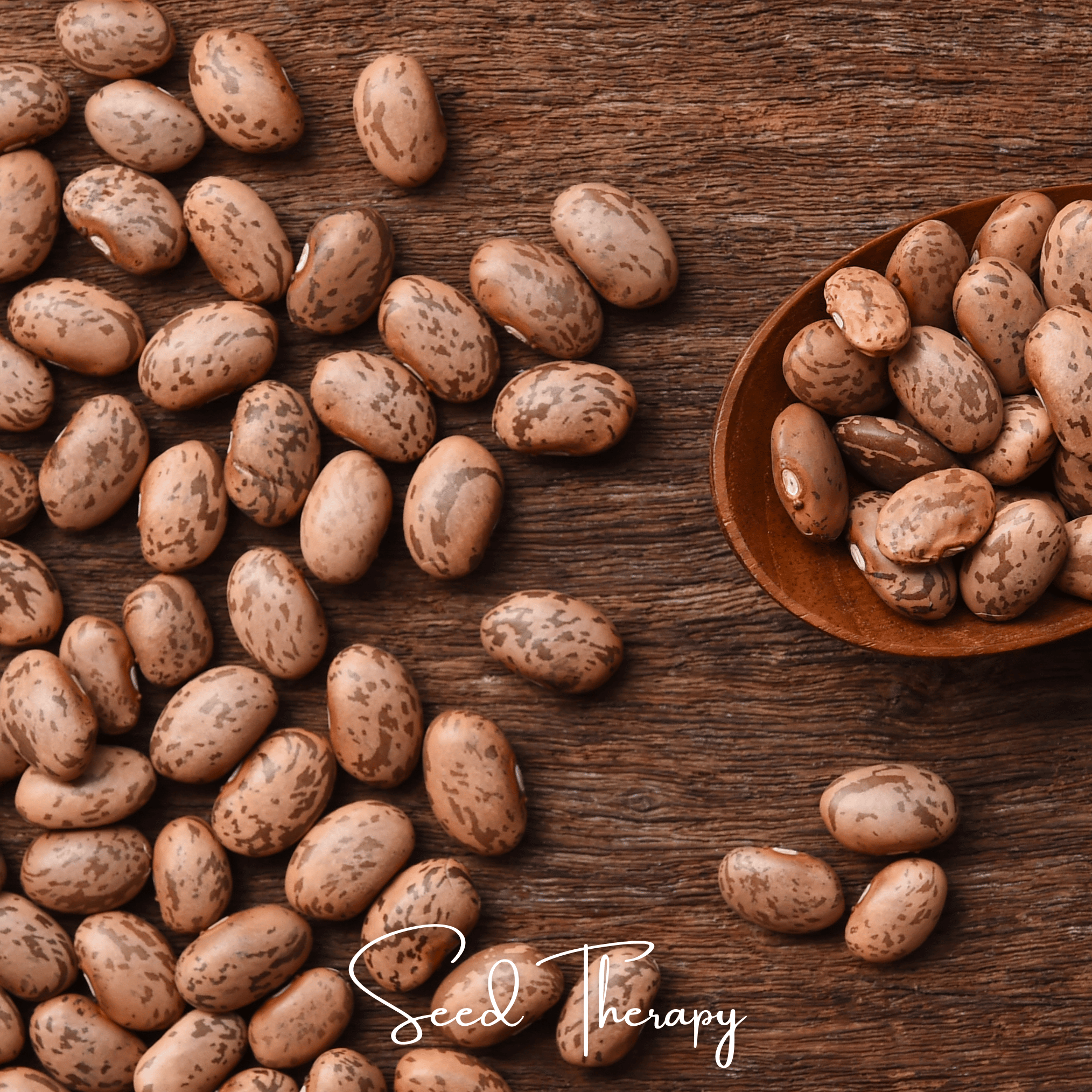 Bean, Pinto (Phaseolus vulgaris) - 20 Seeds seed packet from Seed Therapy – American - grown, heirloom seeds