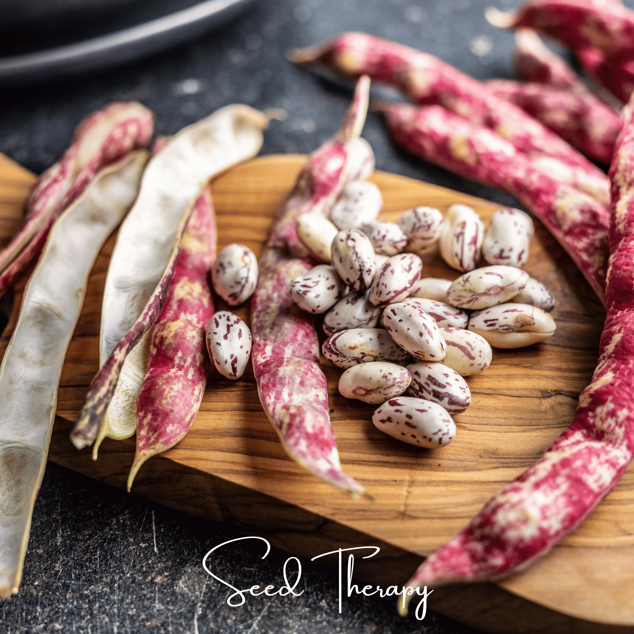 Bean, Vermont Cranberry (Phaseolus vulgaris) - 20 Seeds seed packet from Seed Therapy – American - grown, heirloom seeds